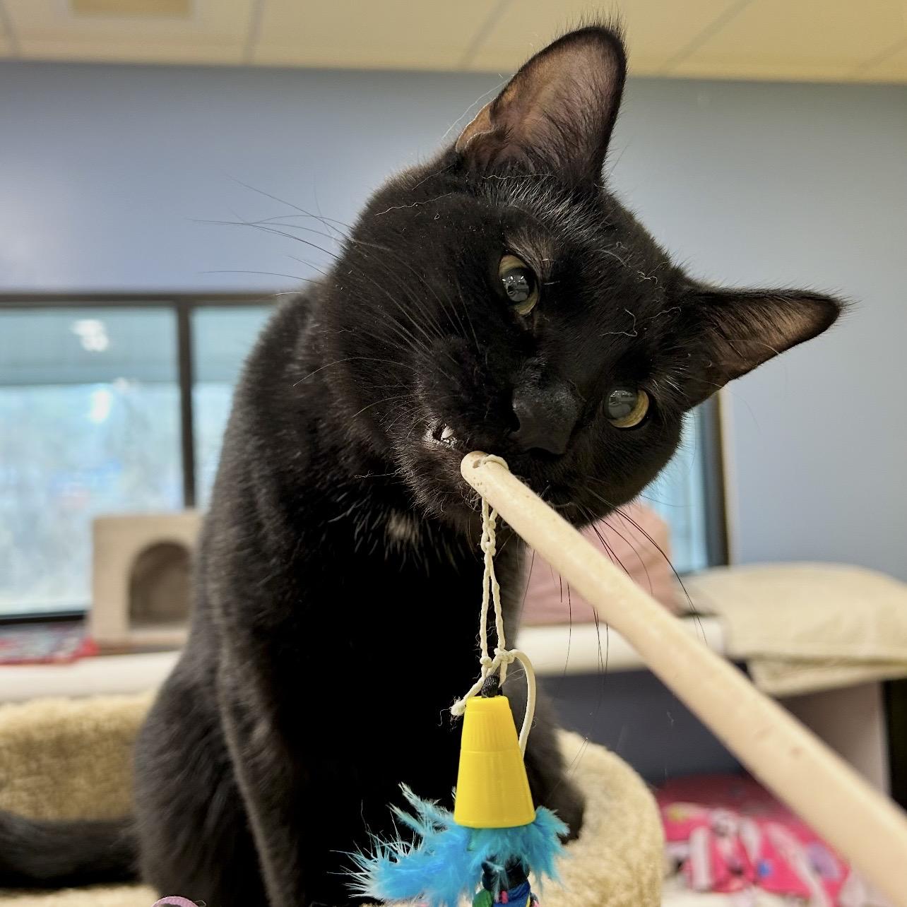 Gordon, a Adoptable Domestic Short Hair in Edgewood, MD image 6/6
