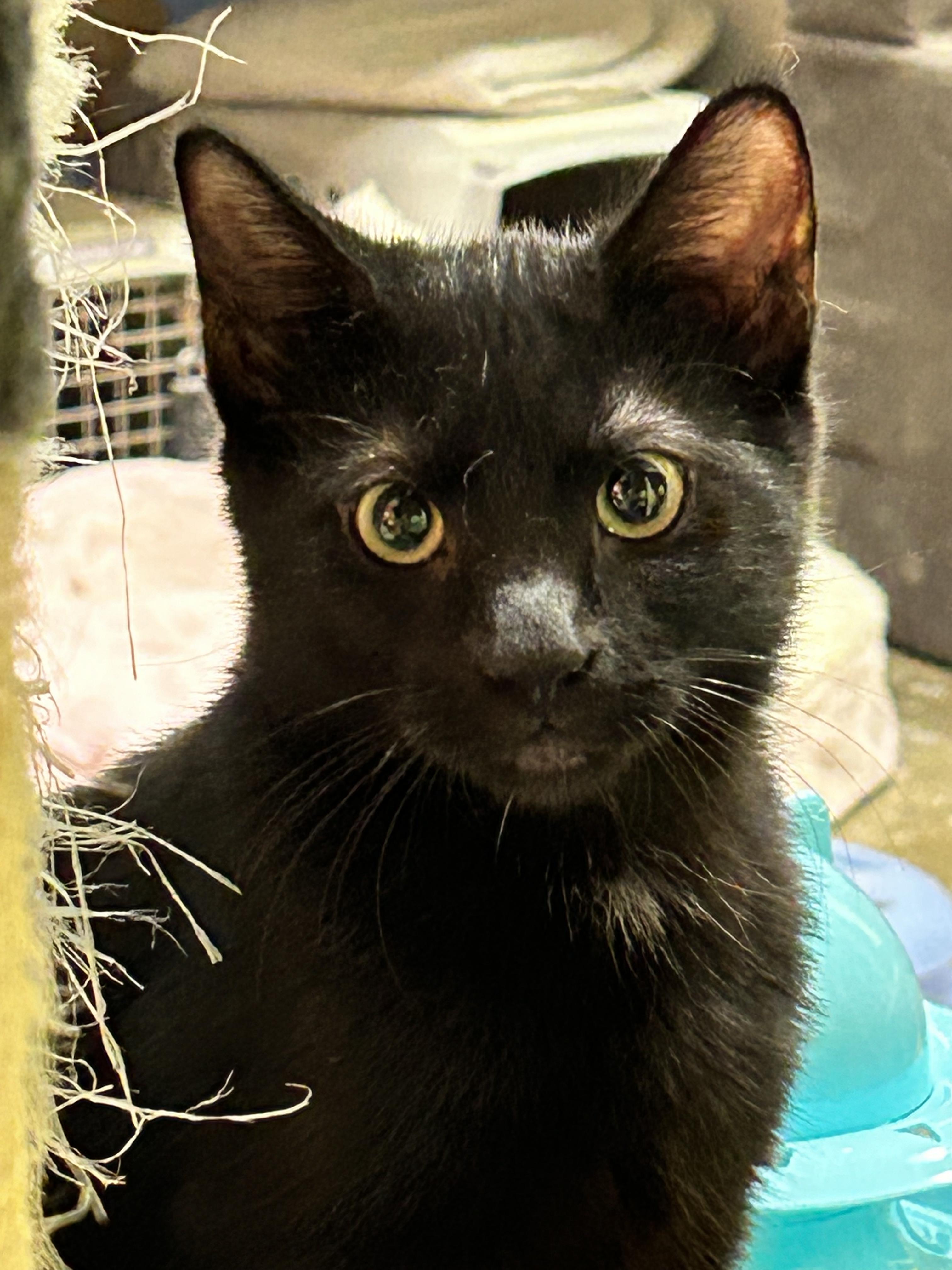 Gordon, a Adoptable Domestic Short Hair in Edgewood, MD image 3/4