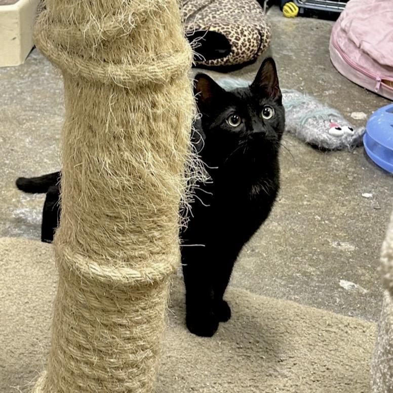 Gordon, a Adoptable Domestic Short Hair in Edgewood, MD image 5/6