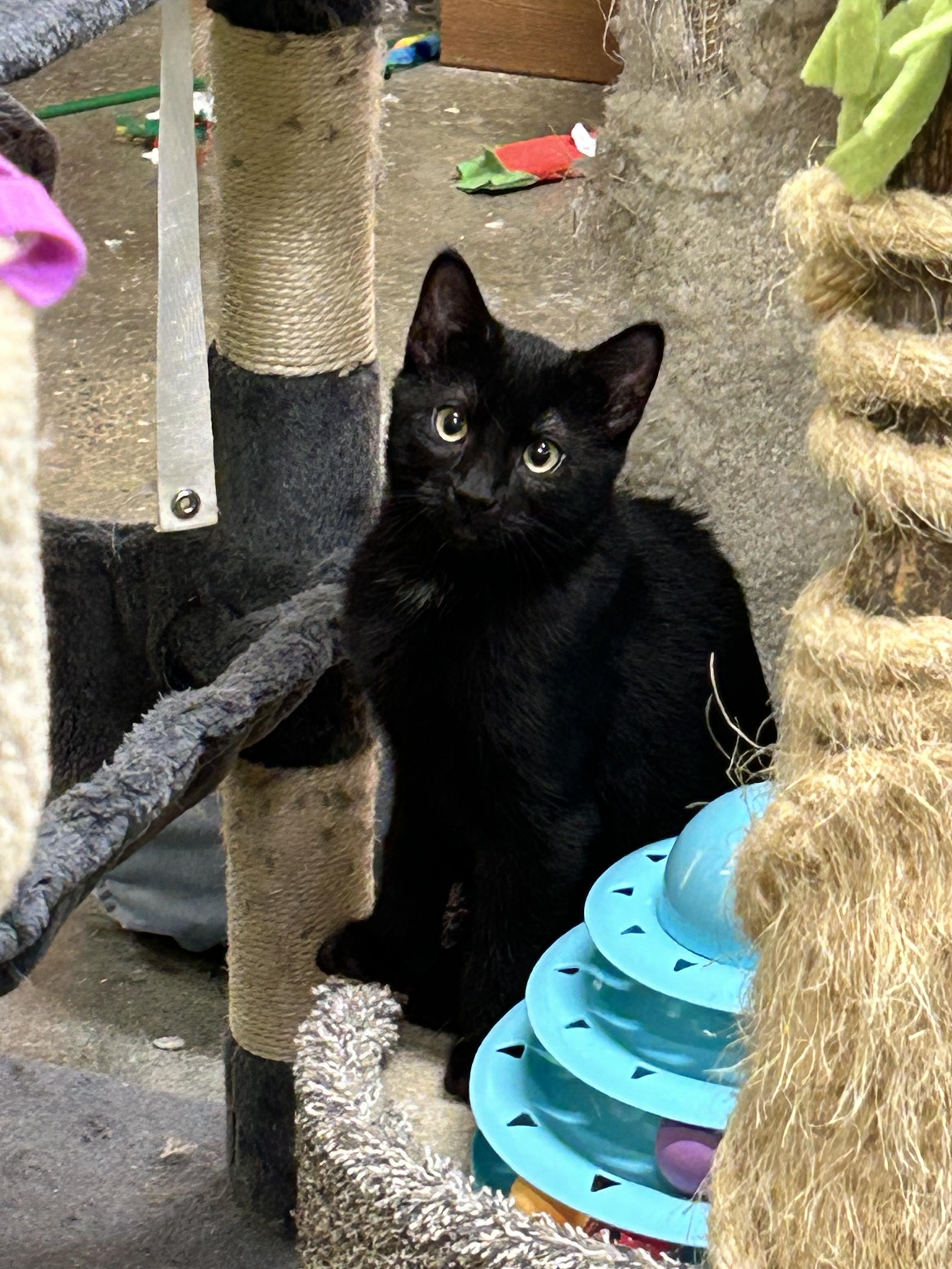 Gordon, a Adoptable Domestic Short Hair in Edgewood, MD image 4/4
