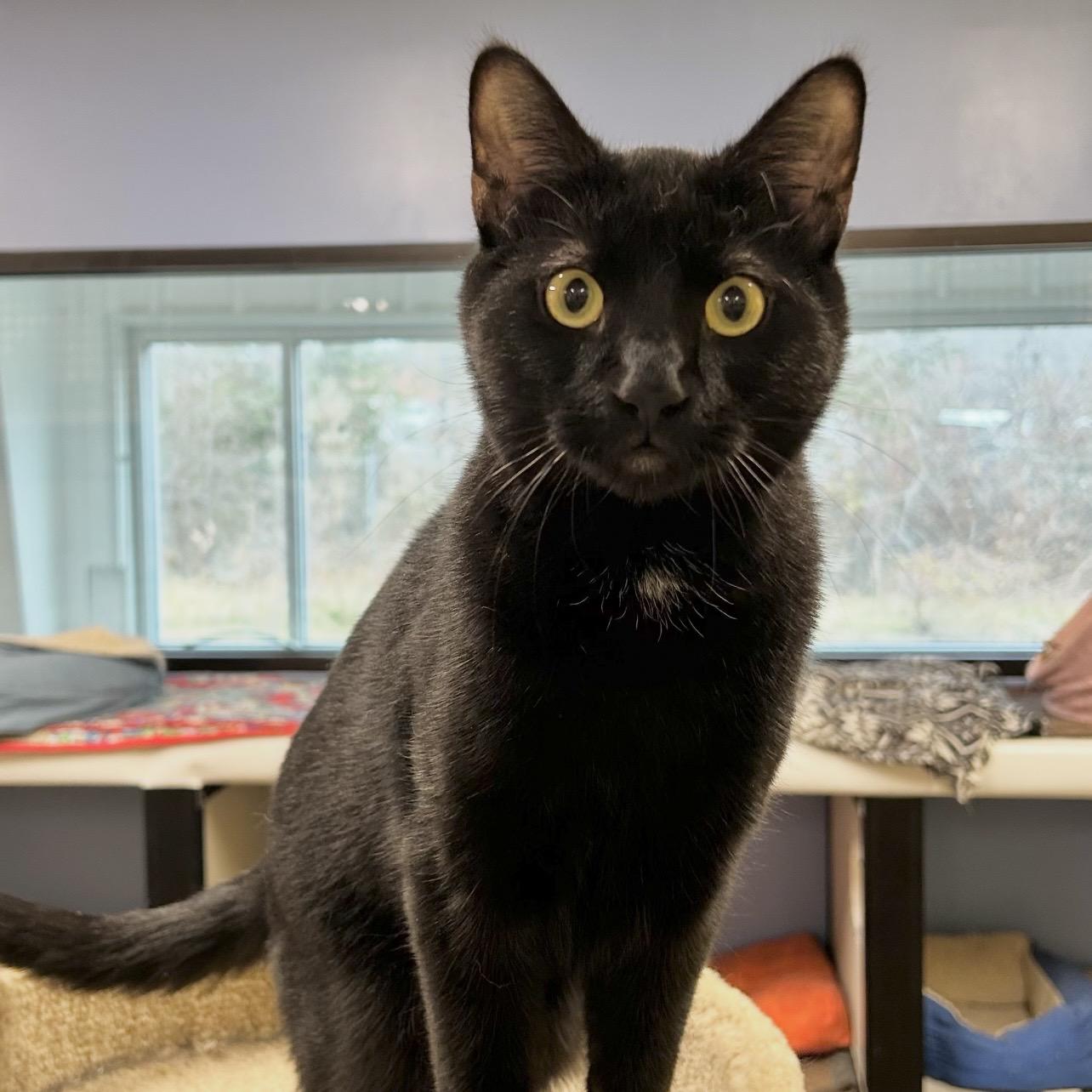 Gordon, a Adoptable Domestic Short Hair in Edgewood, MD image 3/6