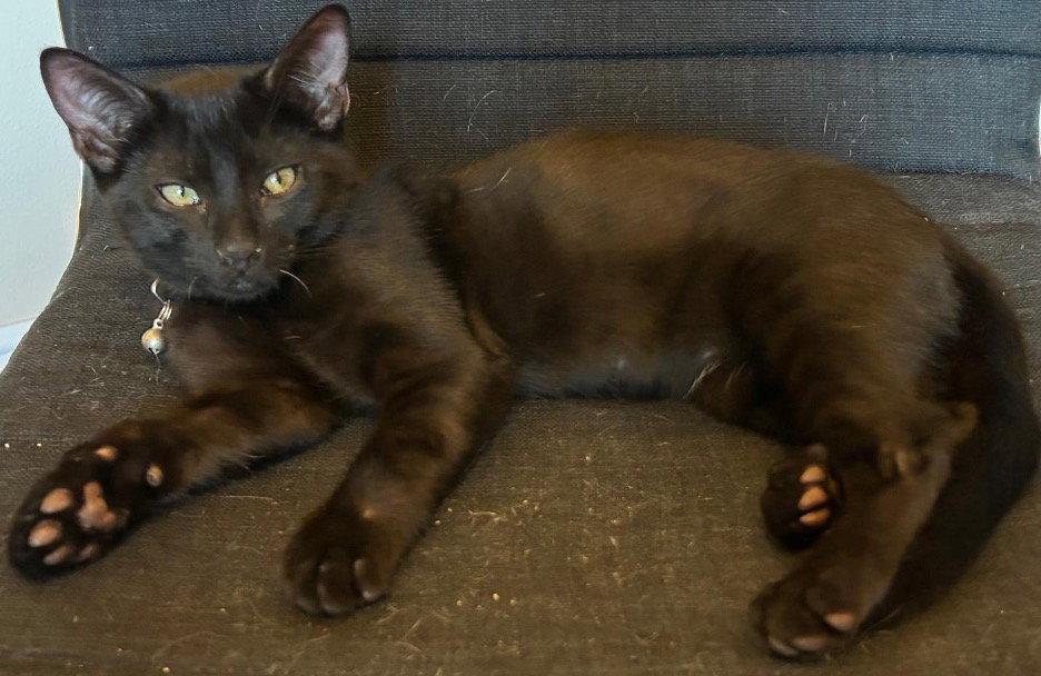 Zinger, Adoptable, Kitten Male Domestic Short Hair.