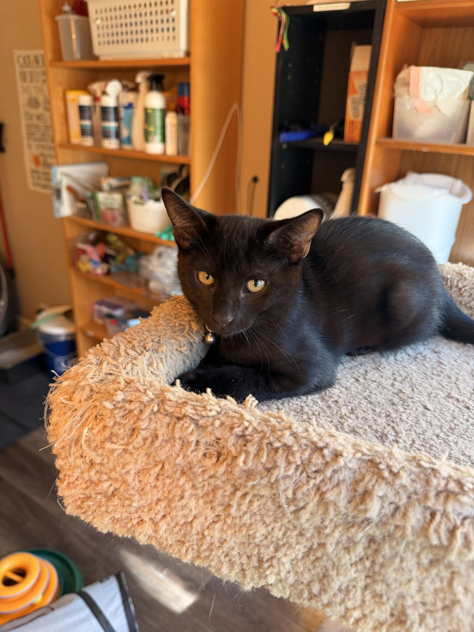 Enlarge Zinger, a Adoptable Domestic Short Hair in Mission Viejo, CA image 2/3