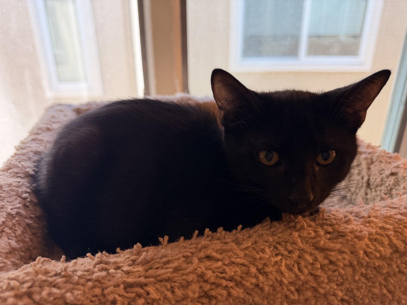 Enlarge Zinger, a Adoptable Domestic Short Hair in Mission Viejo, CA image 3/3