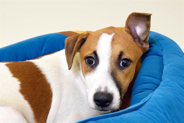 Enlarge LUCAS, a Adoptable mixed breed in Fort Lauderdale, FL image 1/1