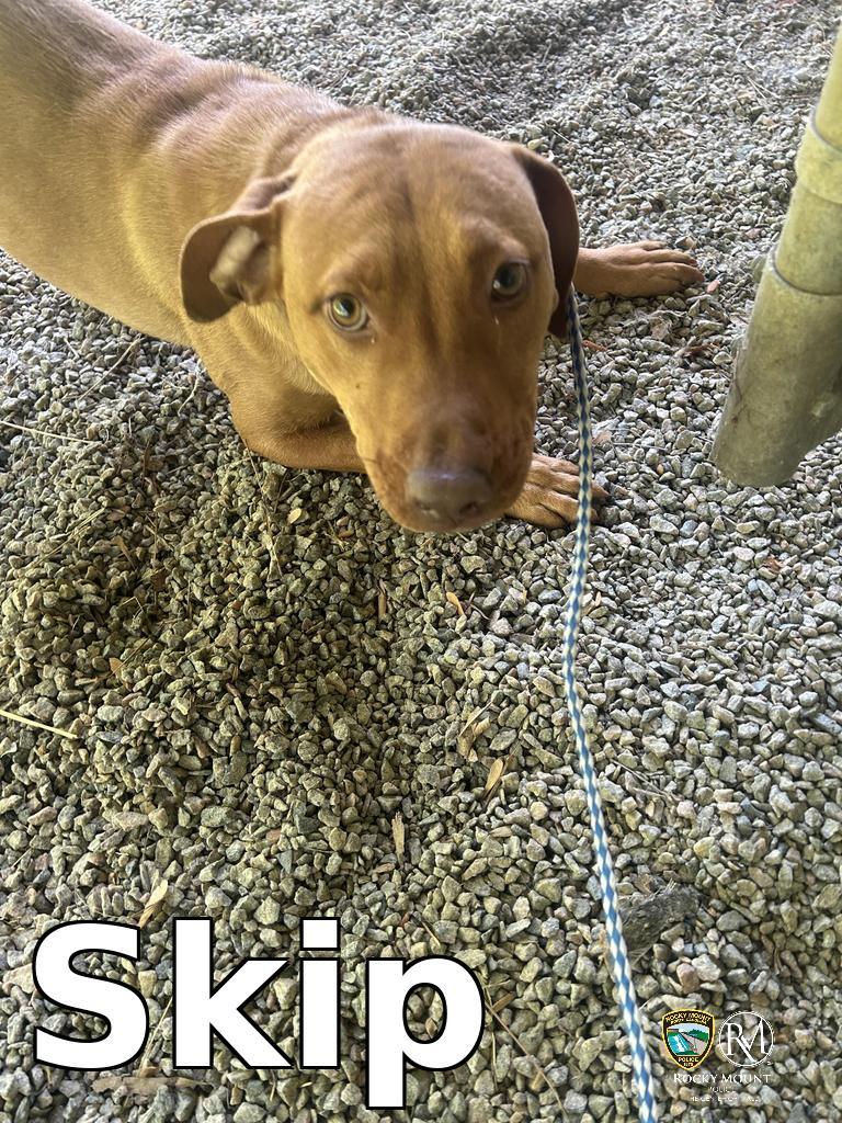 Enlarge Skip, a Adoptable Pit Bull Terrier in Rocky Mount, NC image 1/3