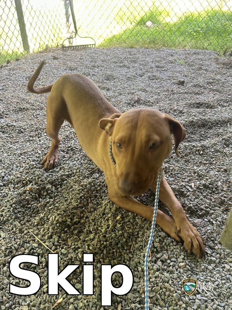 Enlarge Skip, a Adoptable Pit Bull Terrier in Rocky Mount, NC image 2/3