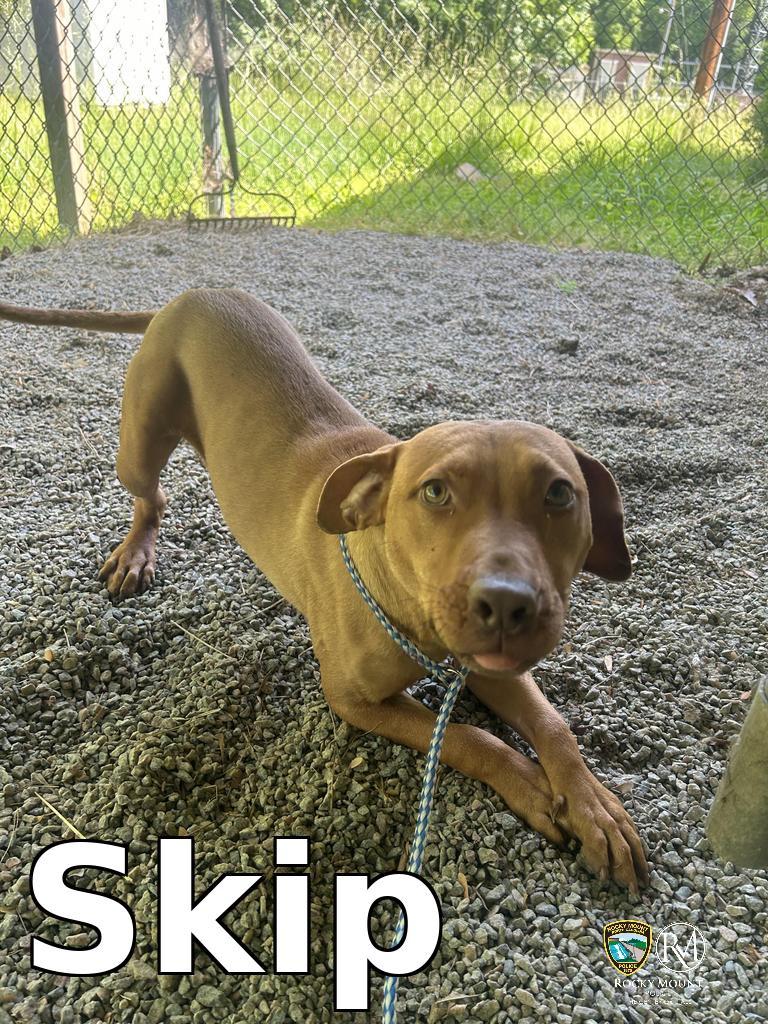 Enlarge Skip, a Adoptable Pit Bull Terrier in Rocky Mount, NC image 3/3