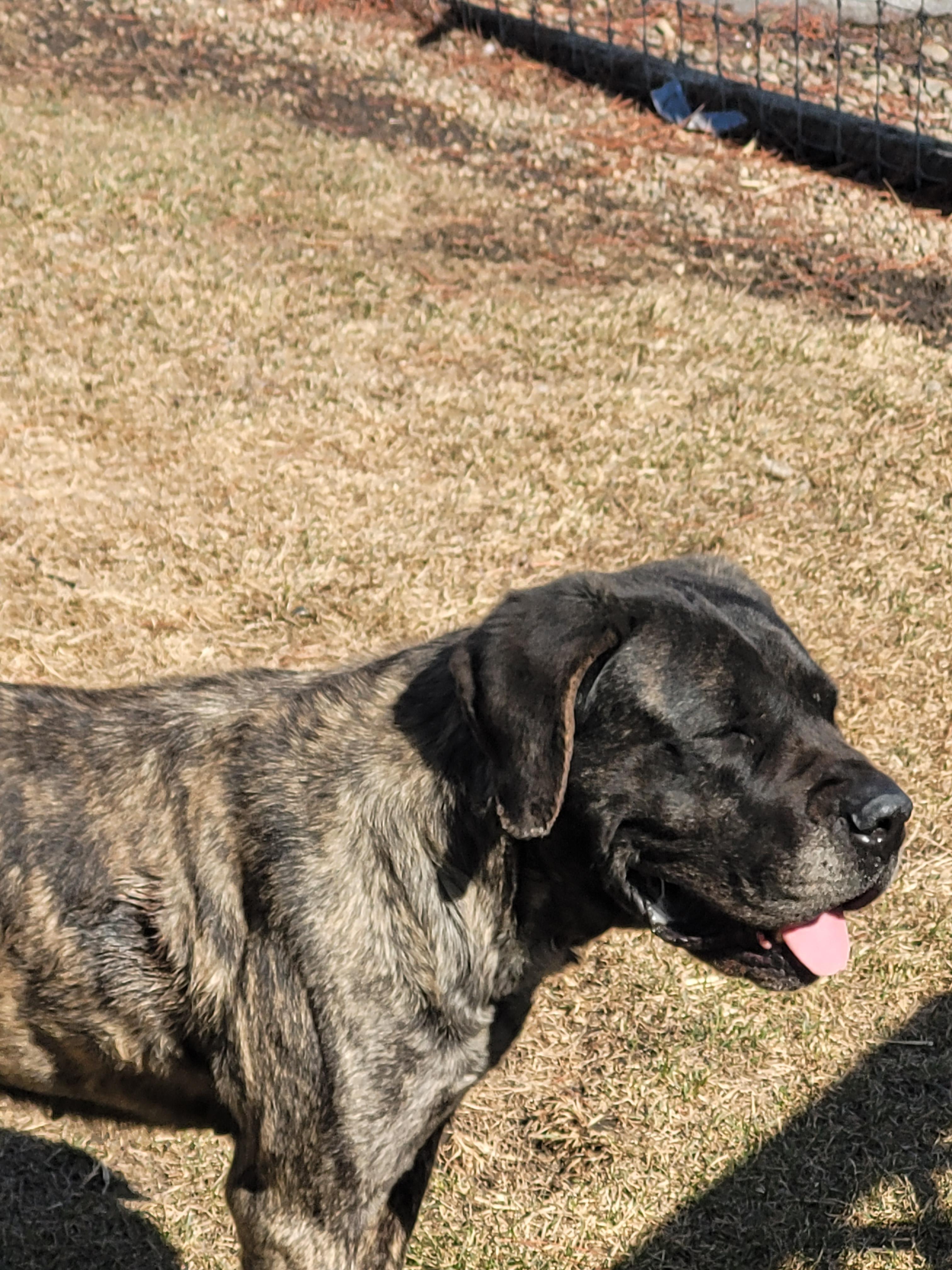 Enlarge Joma, a Adoptable Mastiff in Lacombe, AB image 4/5