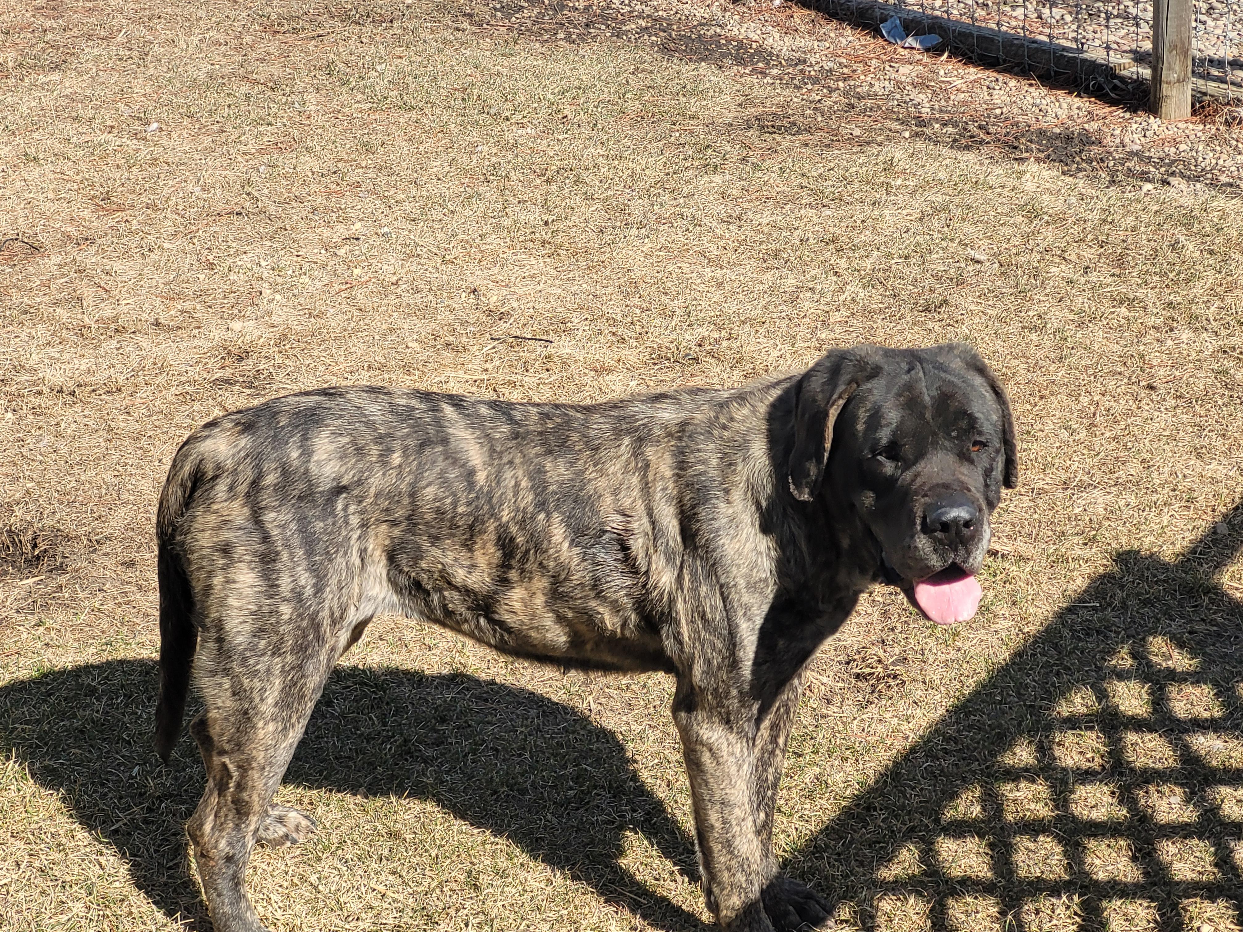 Enlarge Joma, a Adoptable Mastiff in Lacombe, AB image 5/5