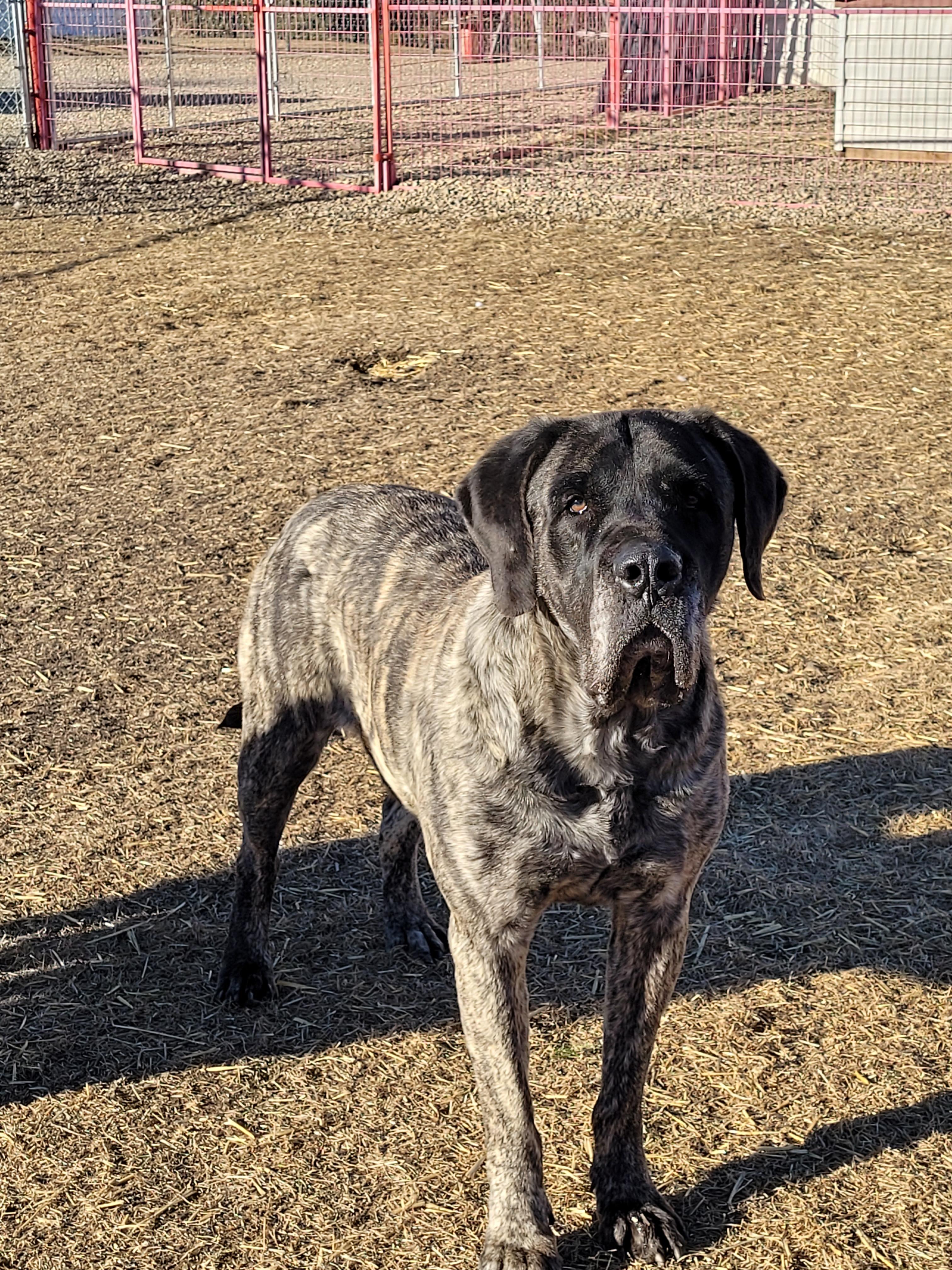 Joma, an adoptable Mastiff in Lacombe, AB, T4L 1X3 | Photo Image 1