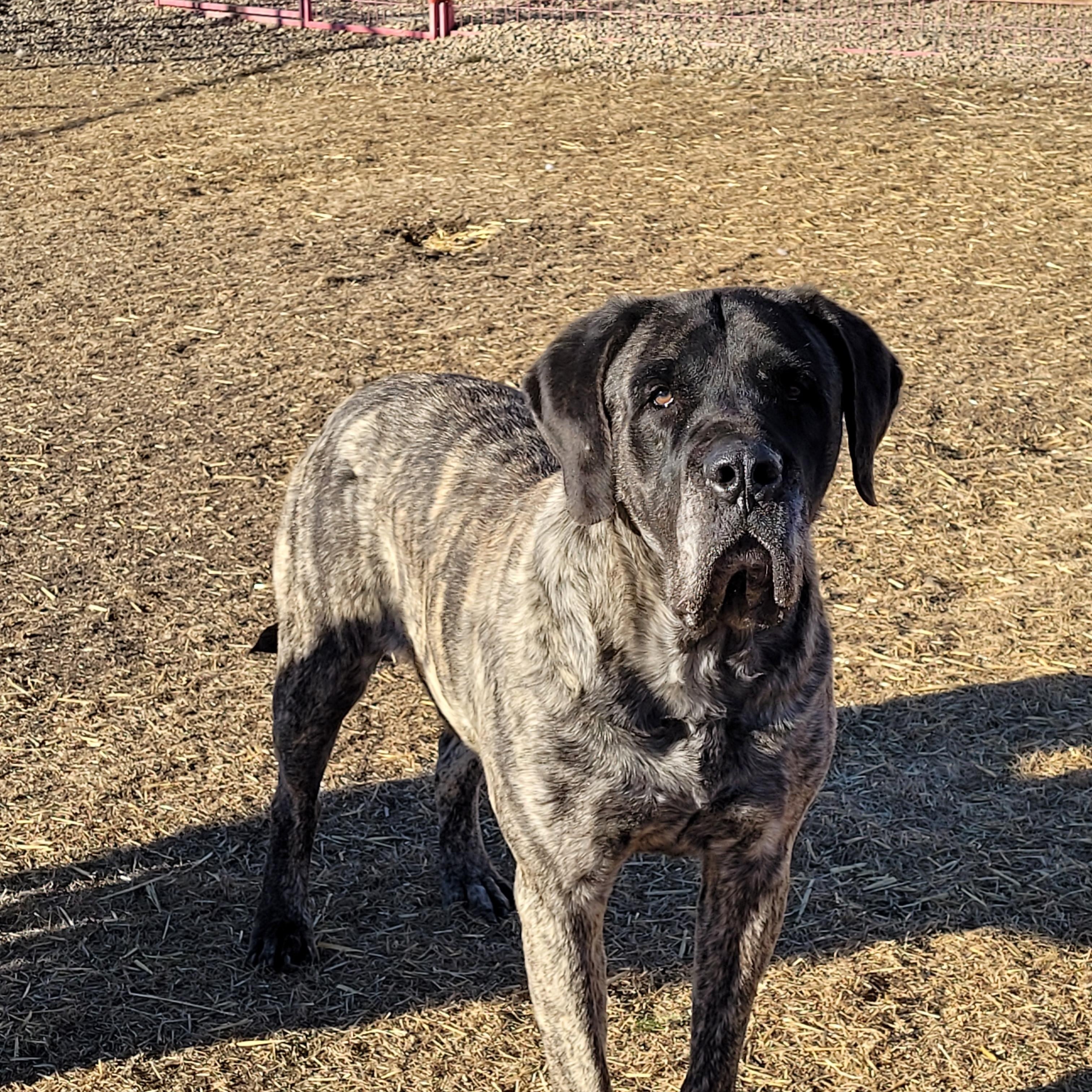 Enlarge Joma, a Adoptable Mastiff in Lacombe, AB image 1/2