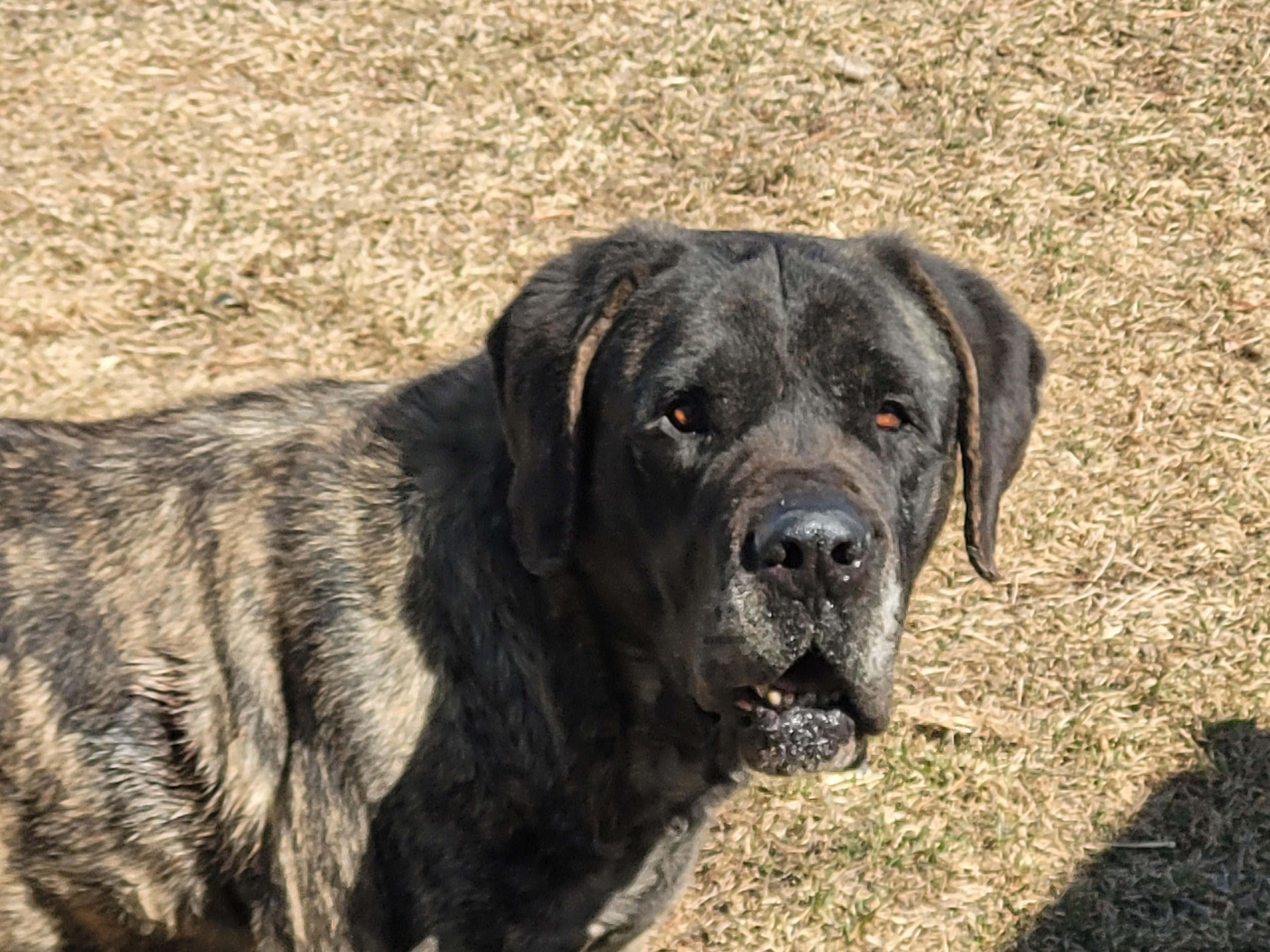 Enlarge Joma, a Adoptable Mastiff in Lacombe, AB image 1/5