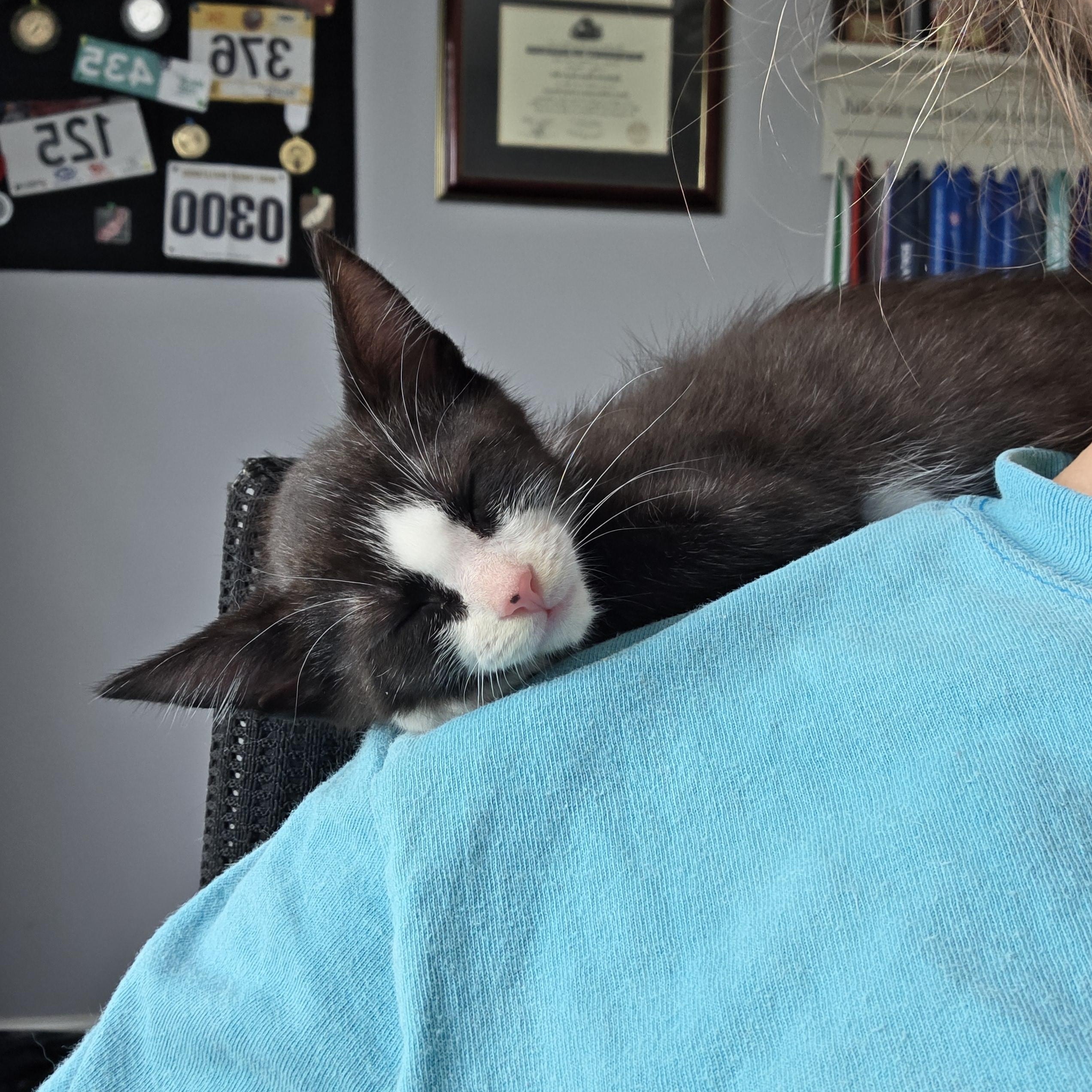Enlarge Raven, a ADOPTABLE Domestic Short Hair in Wilmington, NC image 2/6