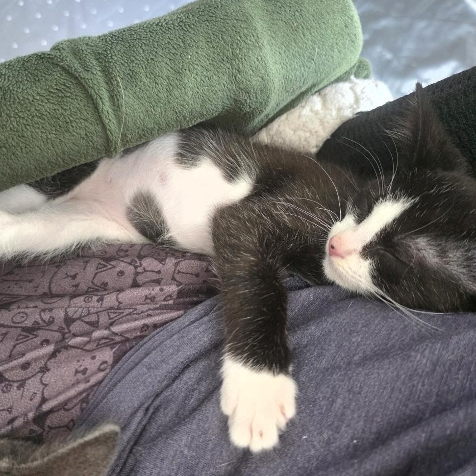 Enlarge Raven, a ADOPTABLE Domestic Short Hair in Wilmington, NC image 4/6