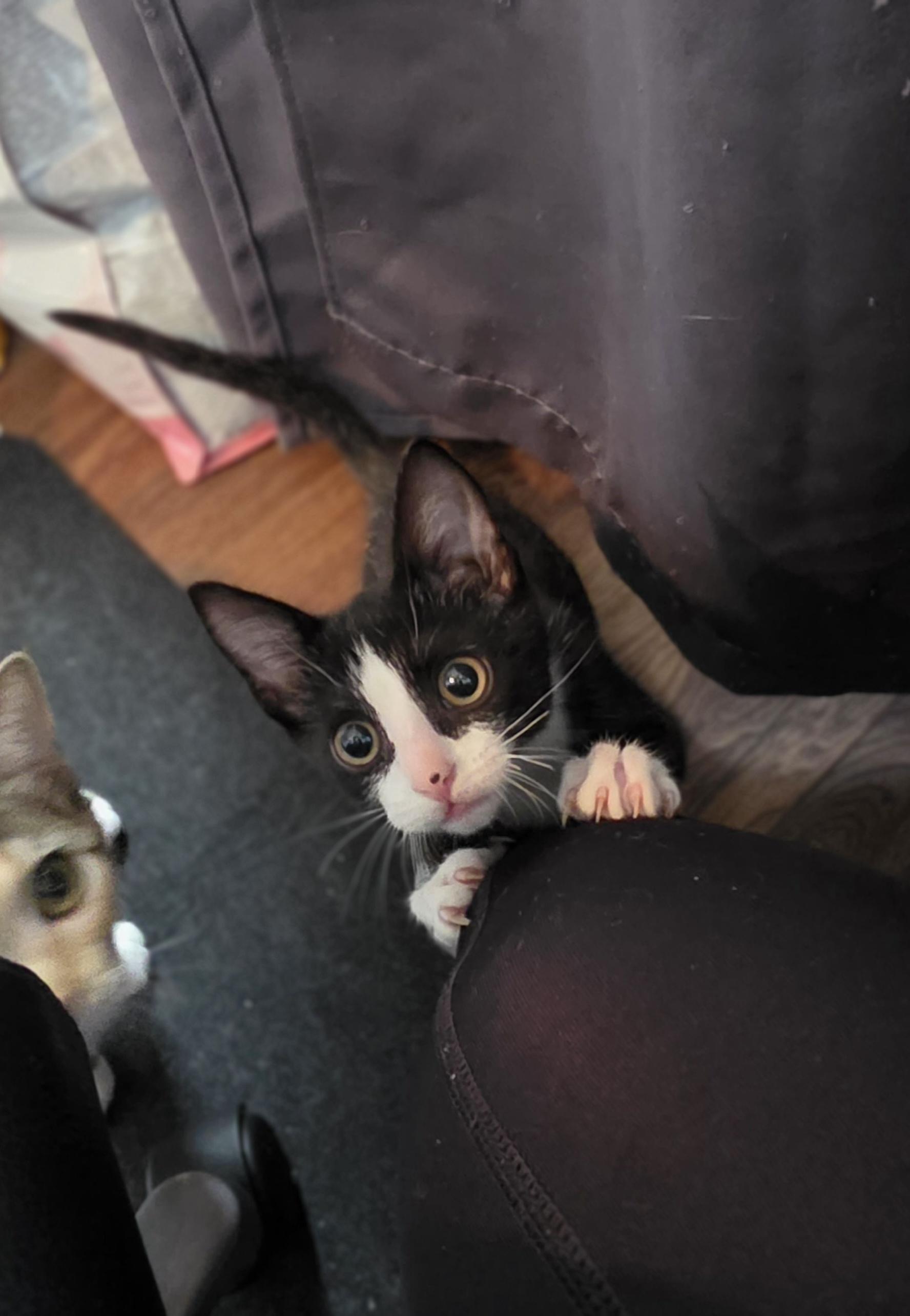 Raven, ADOPTABLE, Kitten Female Domestic Short Hair.