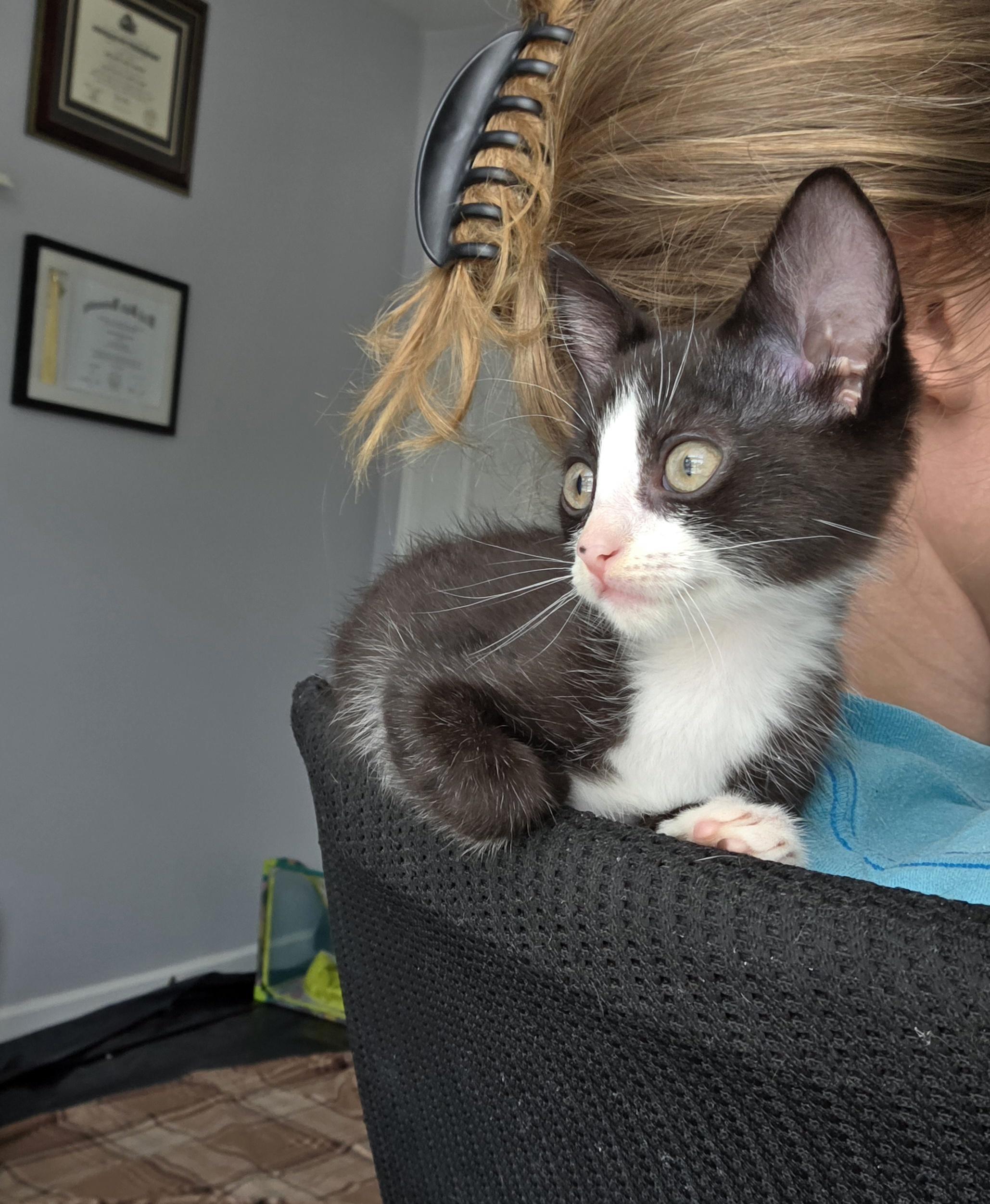 Enlarge Raven, a ADOPTABLE Domestic Short Hair in Wilmington, NC image 3/6