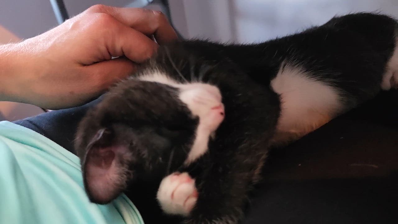 Enlarge Raven, a ADOPTABLE Domestic Short Hair in Wilmington, NC video 6/6