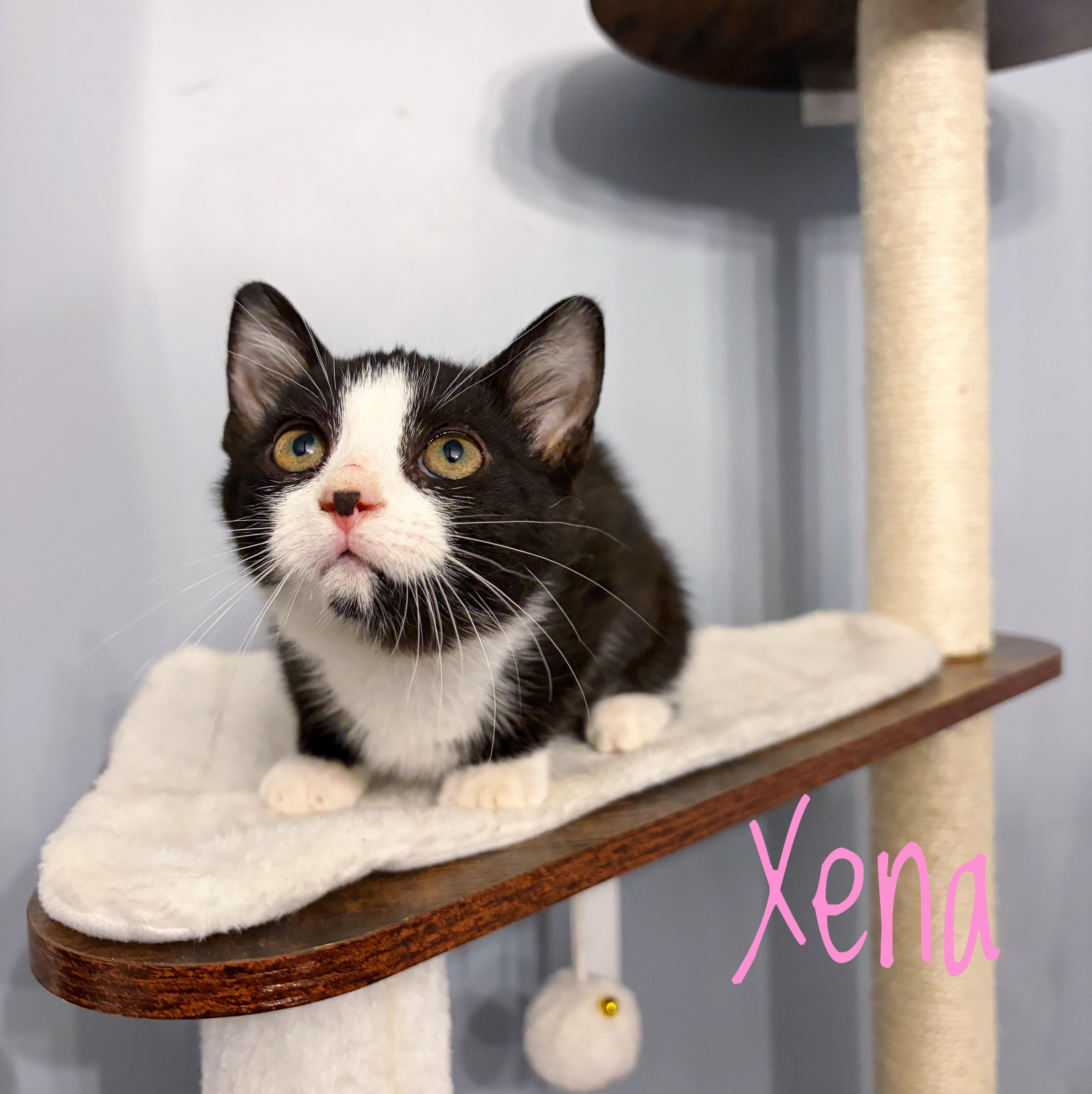 Xena, ADOPTABLE, Kitten Female Domestic Short Hair.
