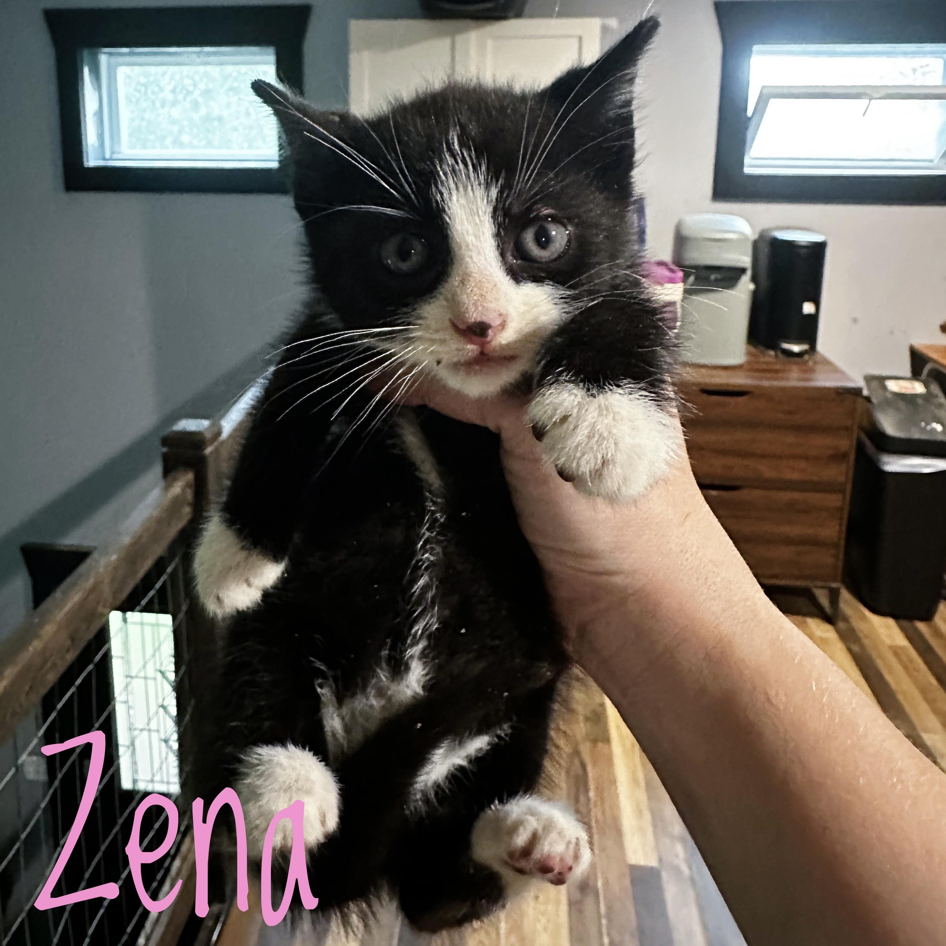 Enlarge Zena, a ADOPTABLE Domestic Short Hair in Bethel, OH image 1/1