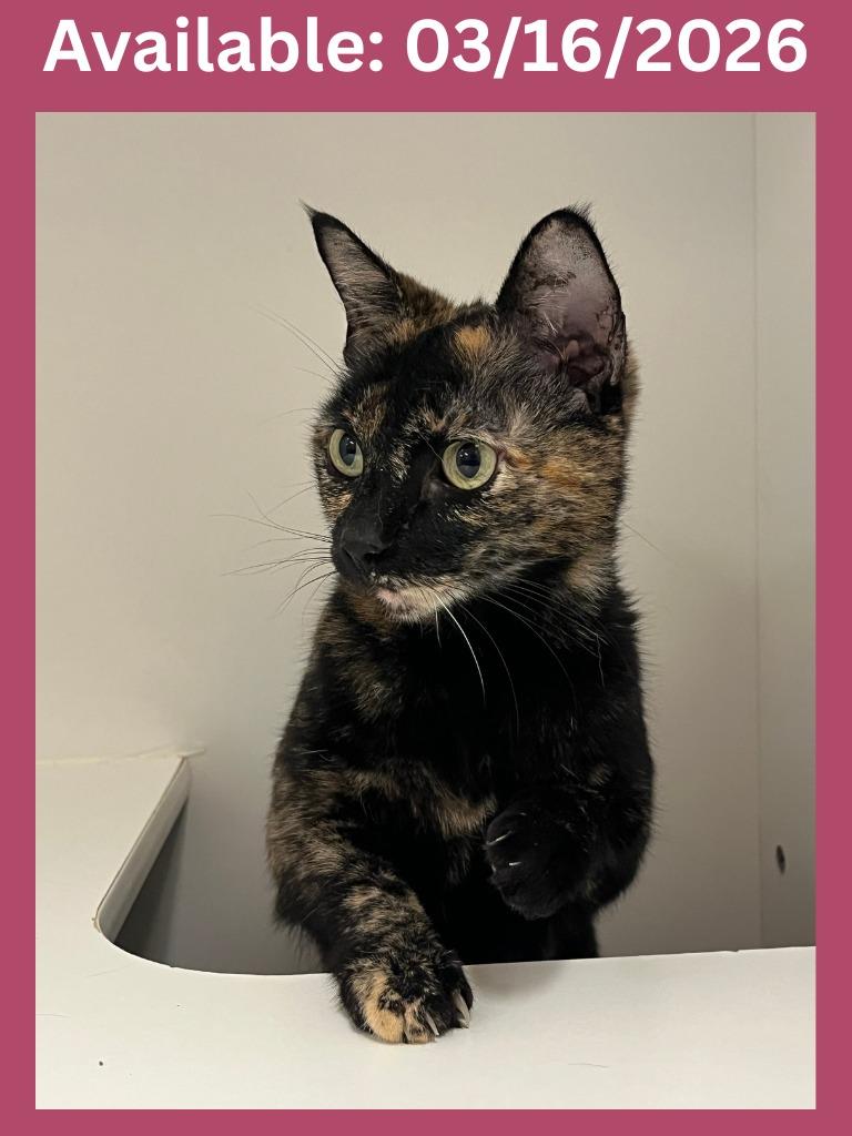 Enlarge Cat Condo #17 Peta, a Adoptable mixed breed in Greenville, TX image 1/4