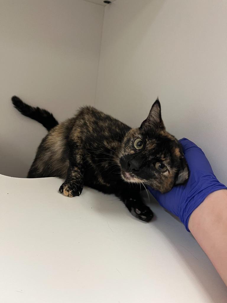 Enlarge Cat Condo #17 Peta, a Adoptable mixed breed in Greenville, TX image 2/4