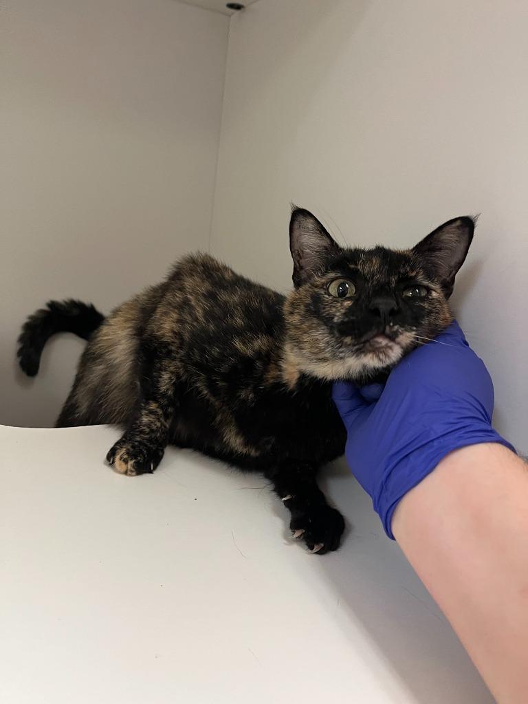 Enlarge Cat Condo #17 Peta, a Adoptable mixed breed in Greenville, TX image 3/4