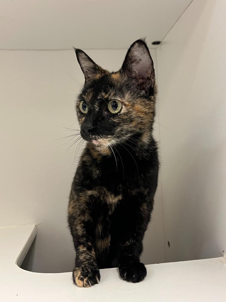 Enlarge Cat Condo #17 Peta, a Adoptable mixed breed in Greenville, TX image 4/4