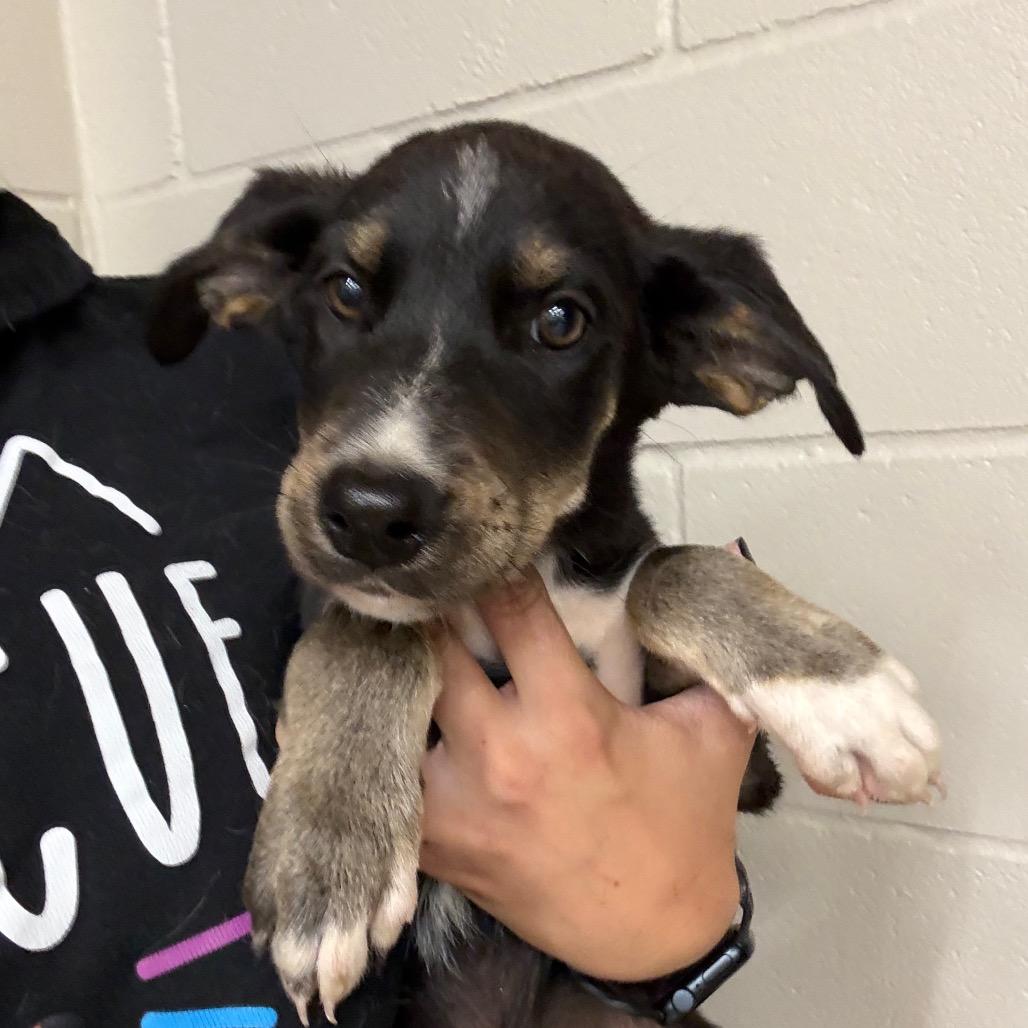 Enlarge Ace, a Adoptable Spaniel in Norman, OK image 1/3