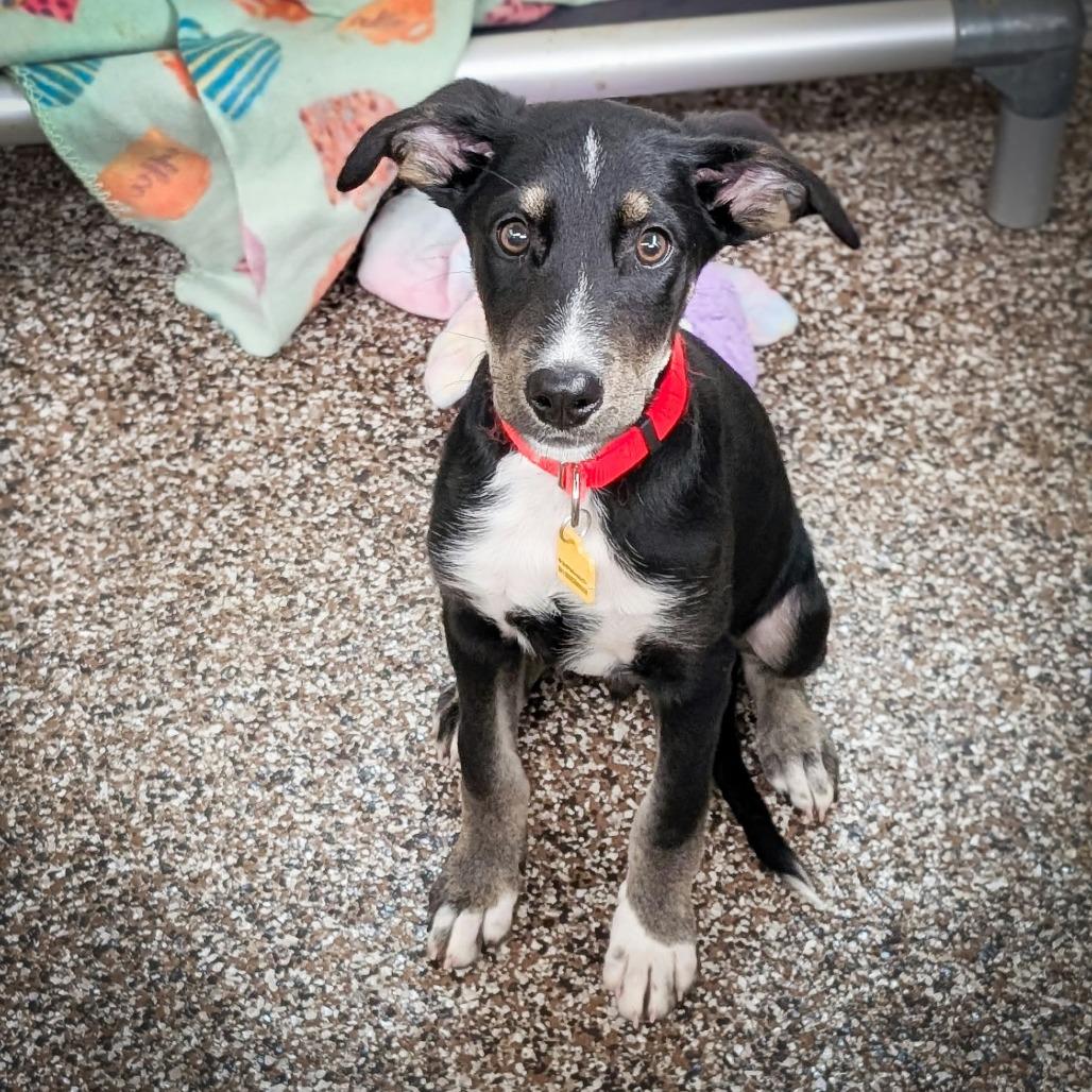 Enlarge Ace, a Adoptable Spaniel in Norman, OK image 2/3