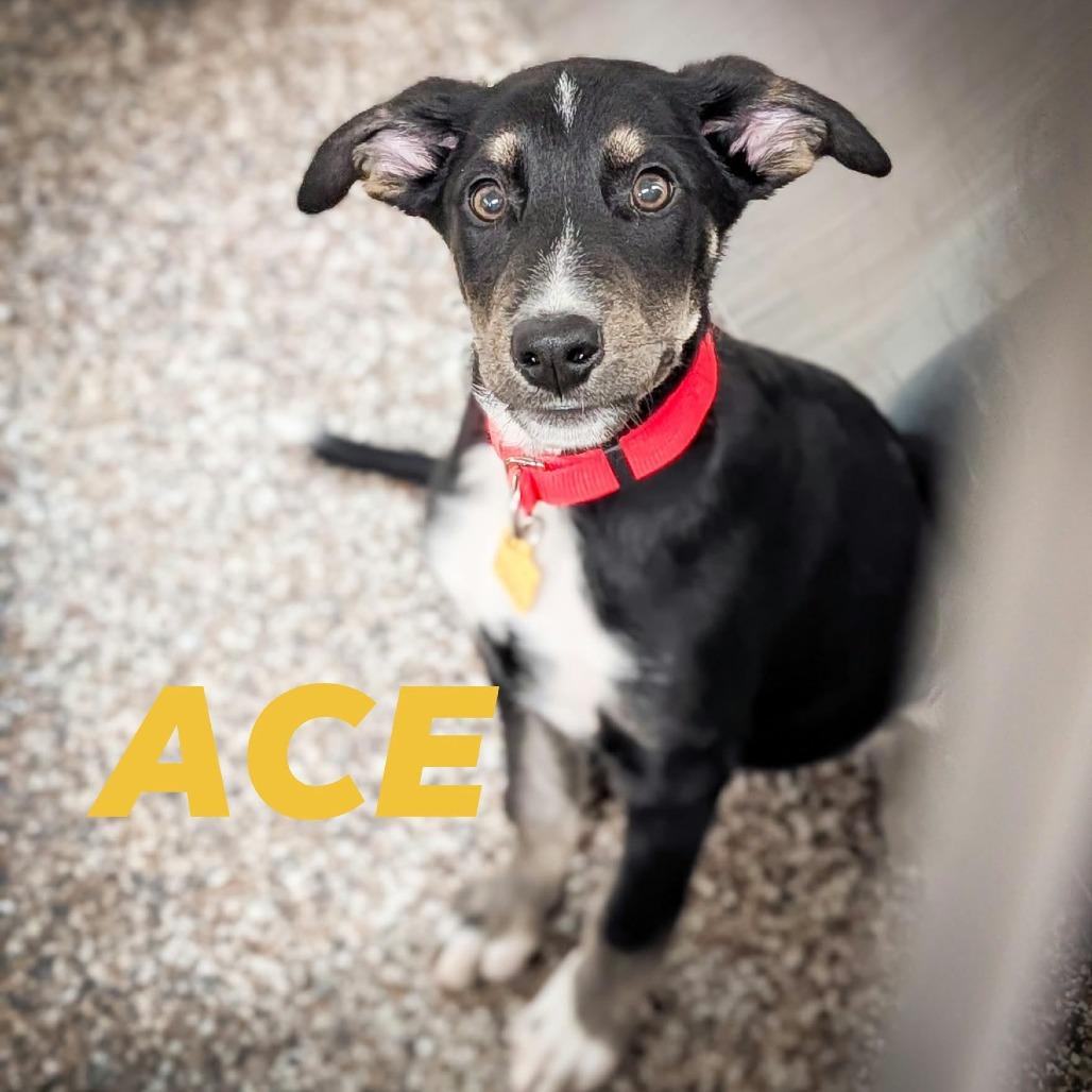Enlarge Ace, a Adoptable Spaniel in Norman, OK image 3/3