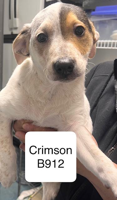 Crimson, ADOPTABLE, Puppy Male Cattle Dog.