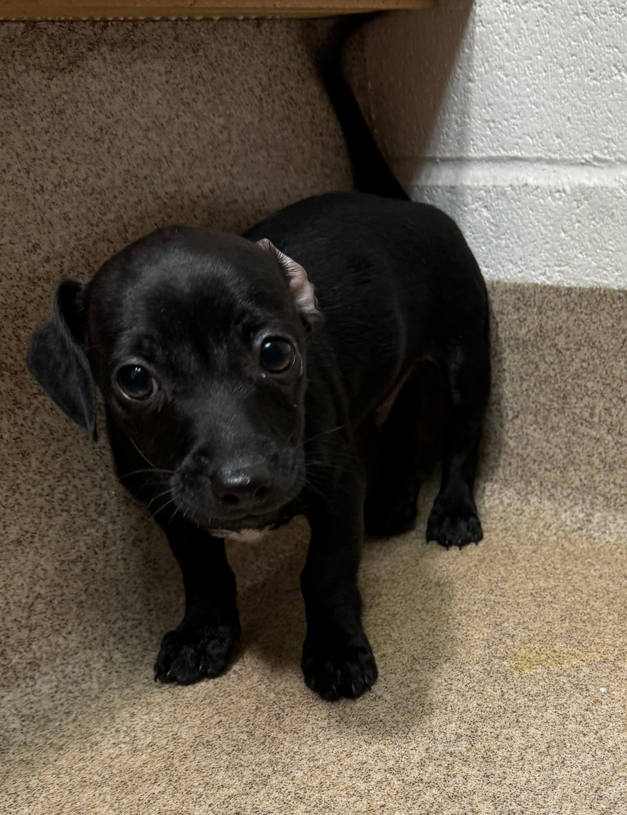 Pluto, Adoptable, Puppy Male Chihuahua.