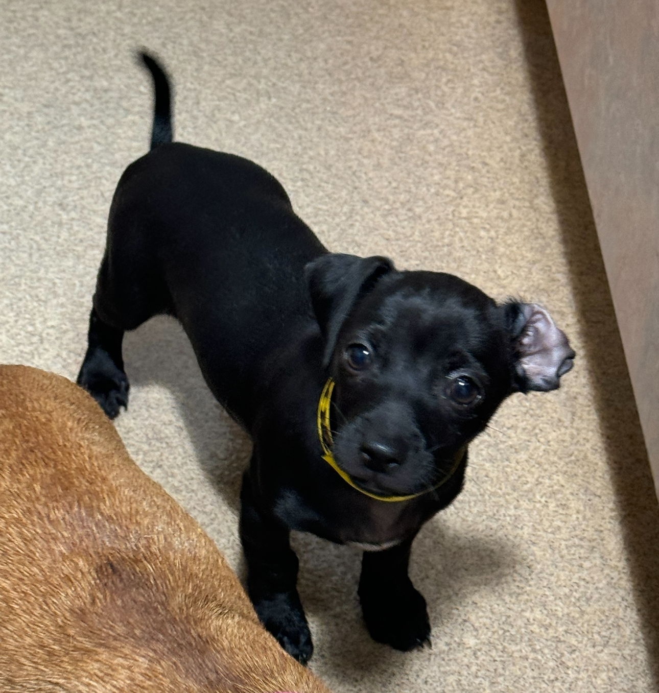 Enlarge Pluto, a Adoptable mixed breed in Los Angeles, CA image 2/2