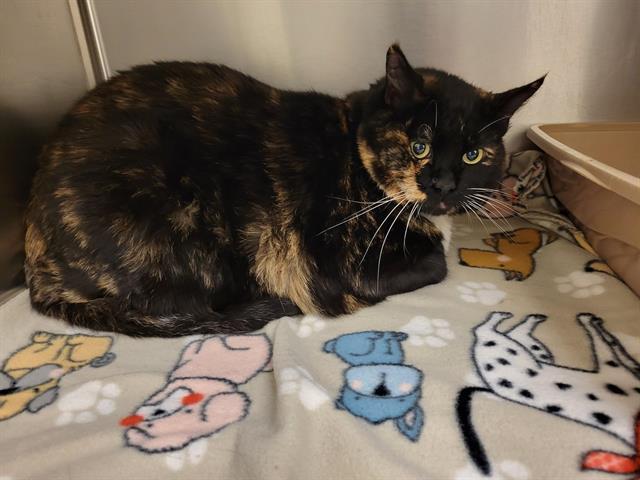 PIDGEY, Adoptable, Adult Female Domestic Short Hair.