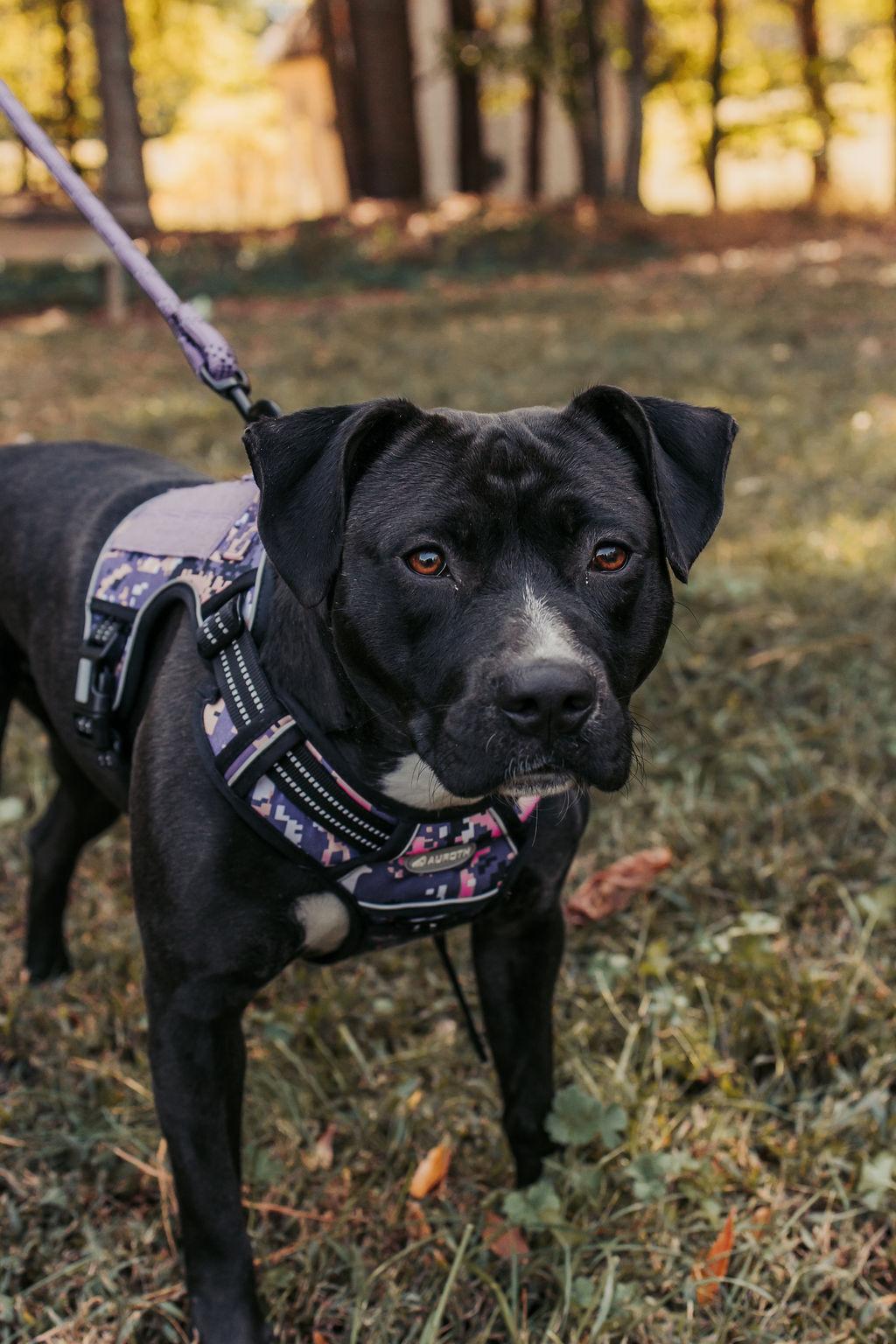 Lucy, a Adopted Pit Bull Terrier in Marietta, GA image 1/3