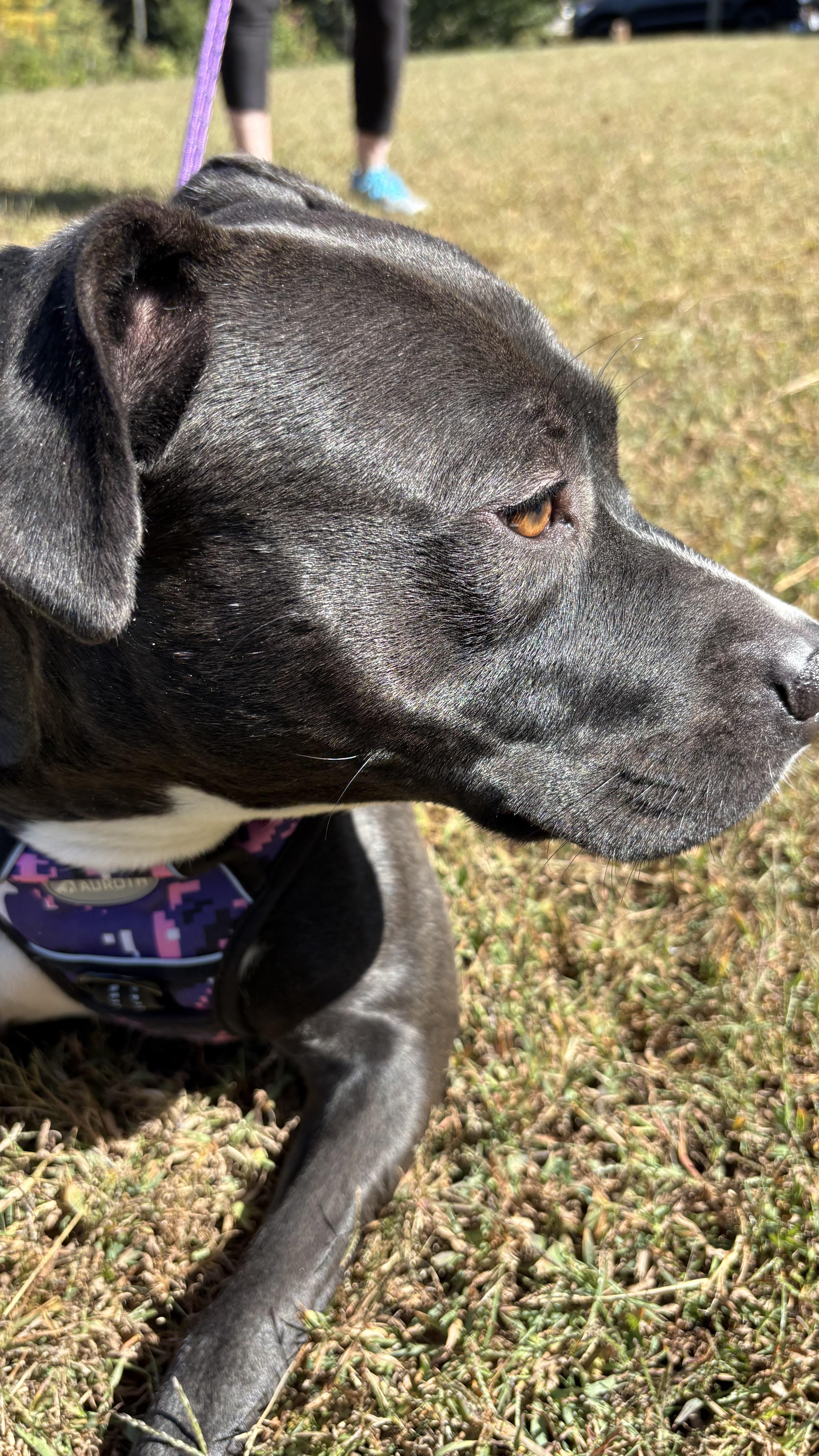 Lucy, Adopted, Young Female Pit Bull Terrier.