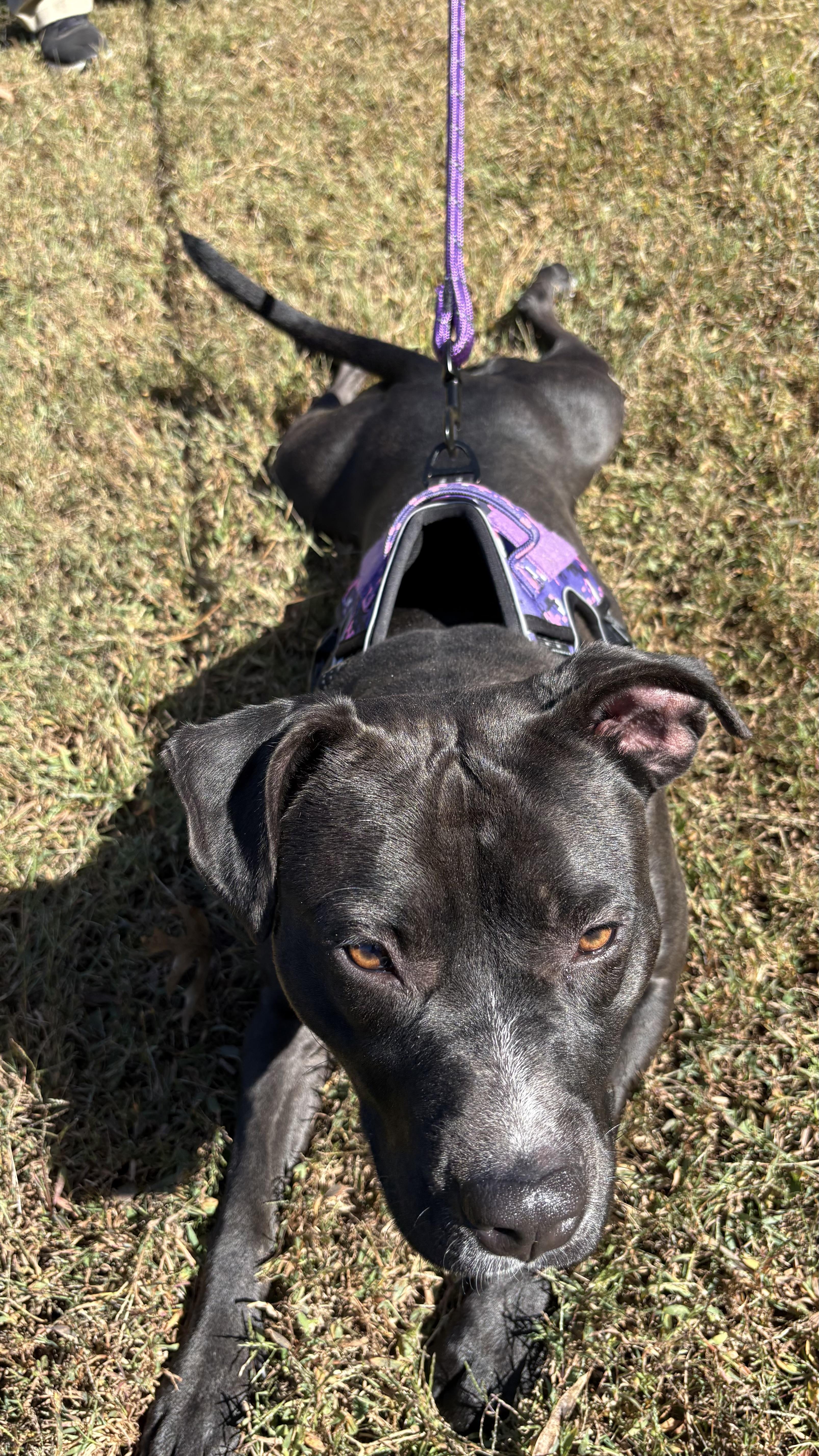 Lucy, a Adopted Pit Bull Terrier in Marietta, GA image 3/3