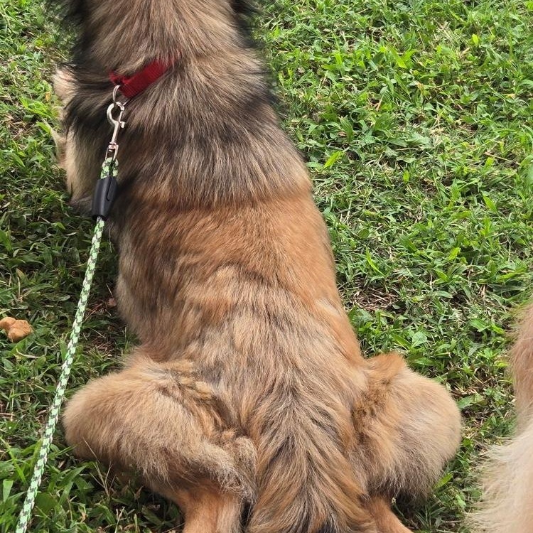 Gizmo - Courtesy Post, an adopted mixed breed in Parkville, MO image 2/2