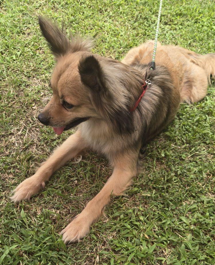 Gizmo - Courtesy Post, an adopted mixed breed in Parkville, MO image 1/2