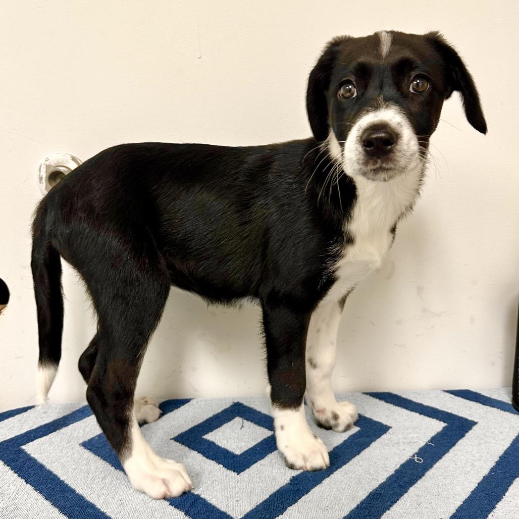 Enlarge Nova, a Adoptable mixed breed in Warrensburg, MO image 1/1