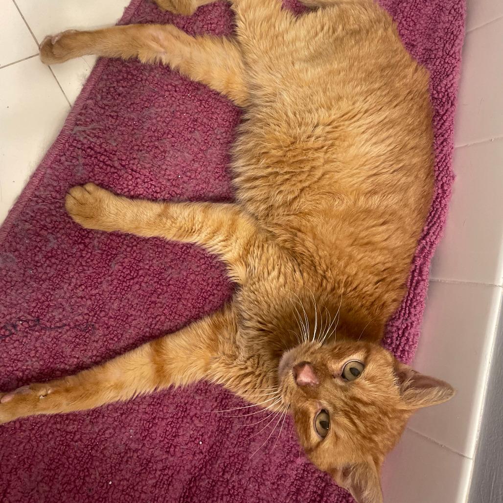 Enlarge Sweet Potato, a Adoptable Domestic Short Hair in Fort Lauderdale, FL image 1/2
