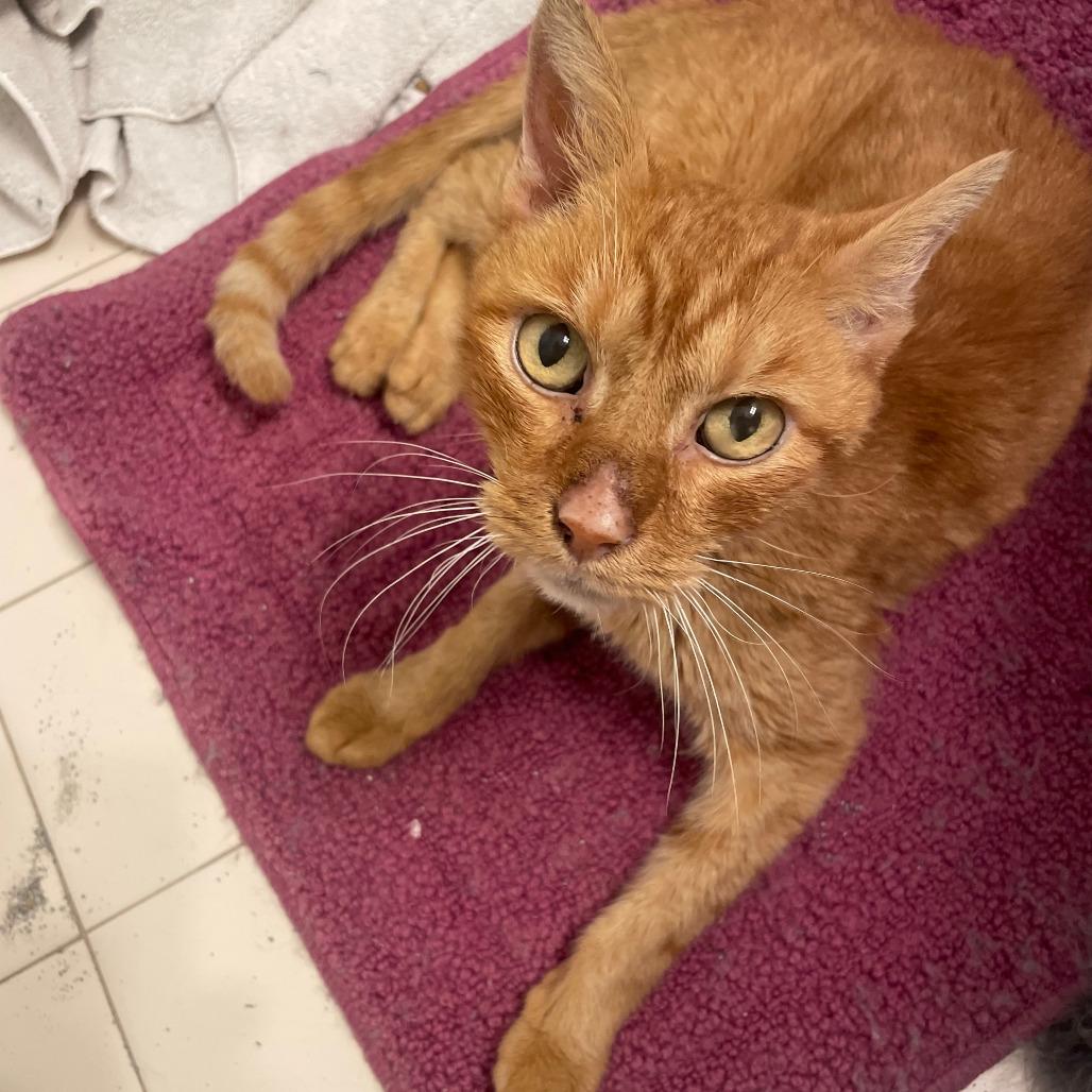 Enlarge Sweet Potato, a Adoptable Domestic Short Hair in Fort Lauderdale, FL image 2/2