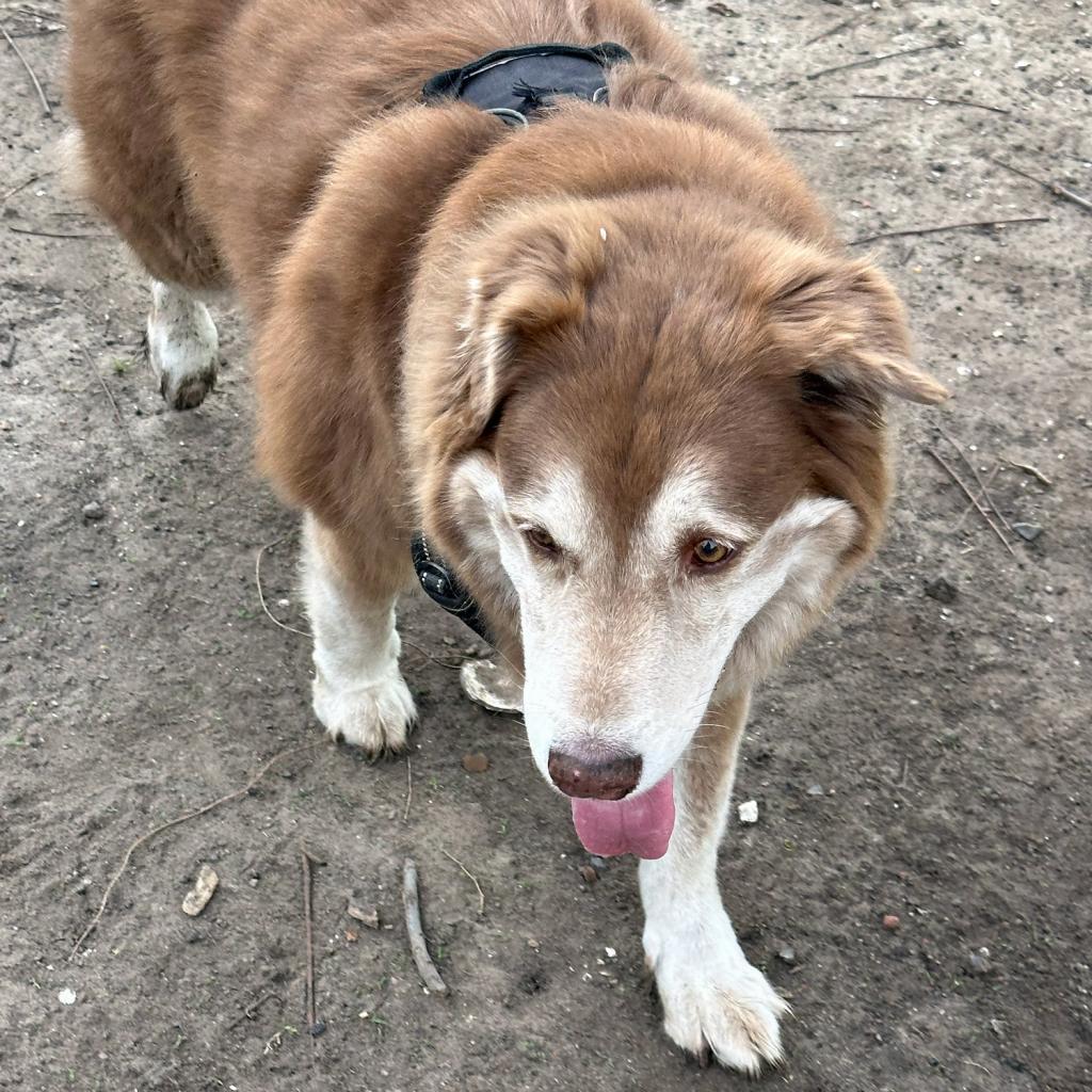 Handsome Harry (AKA Dogitty Dog), Adoptable, Senior Male Husky.