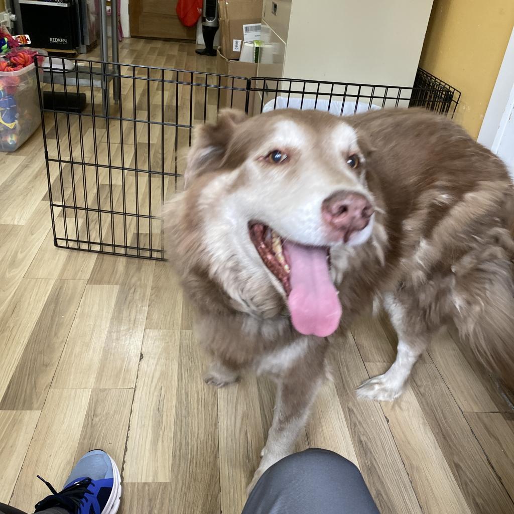Enlarge Handsome Harry (AKA Dogitty Dog), a Adoptable Husky in New Orleans, LA image 2/3