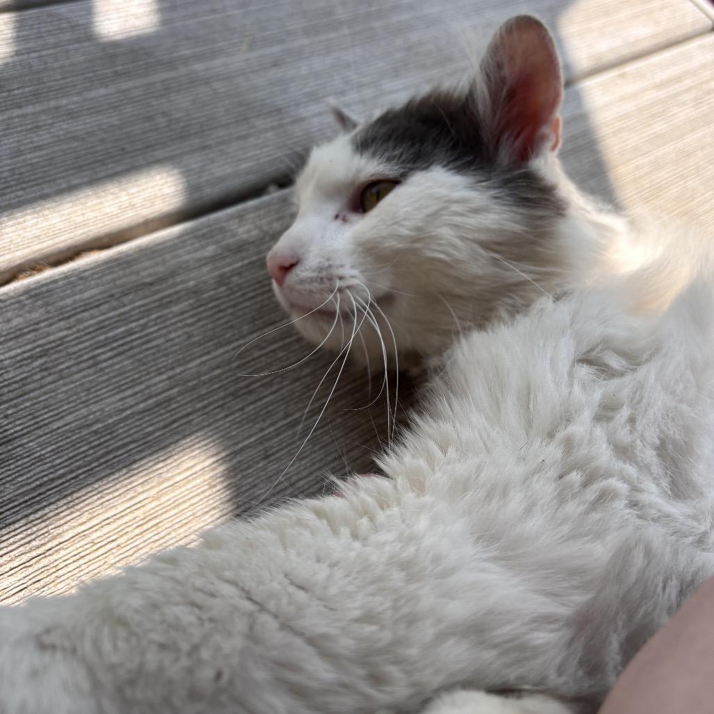 Loki D — thumbnail 2