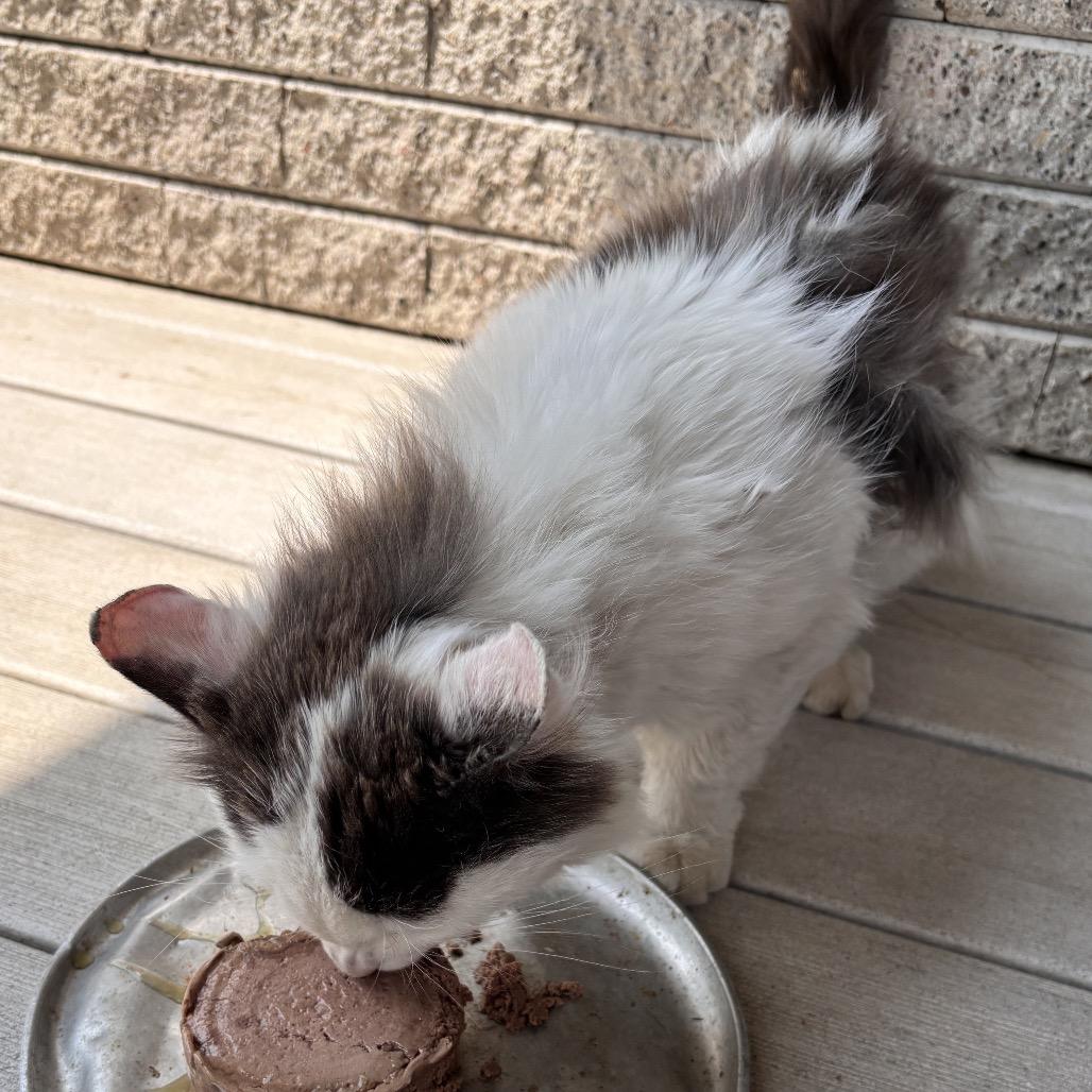 Loki D — thumbnail 3