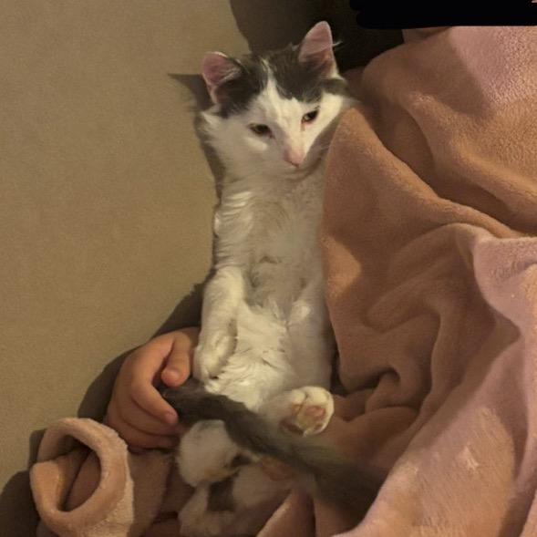 Loki D — thumbnail 4