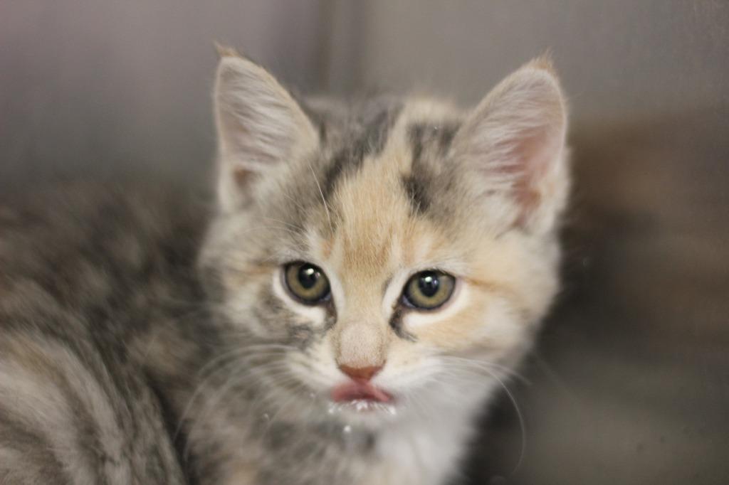 Enlarge Calita, a Adoptable mixed breed in Rockford, IL image 1/1