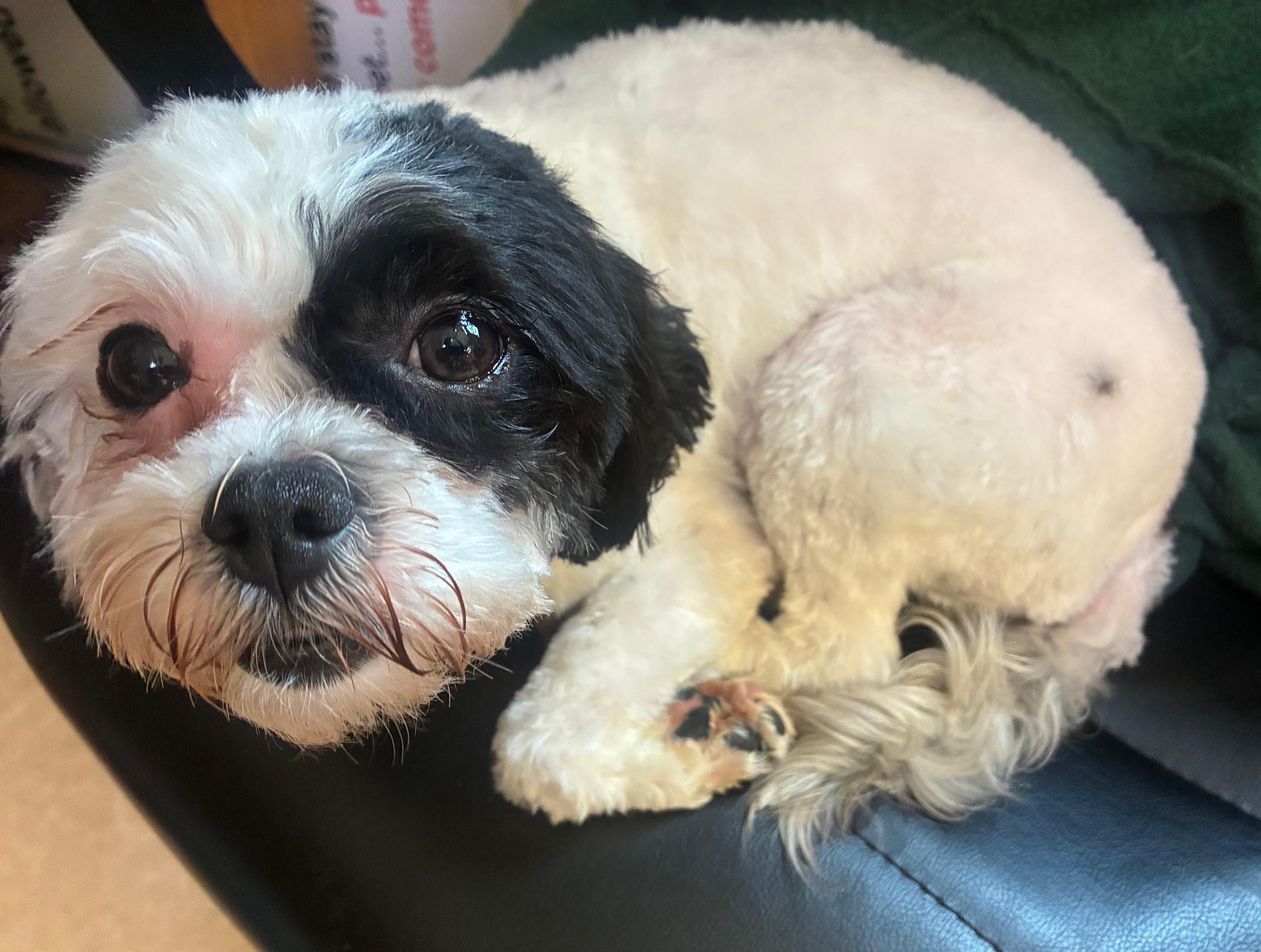 Enlarge Daisy, a ADOPTABLE mixed breed in Ashland, VA image 5/5